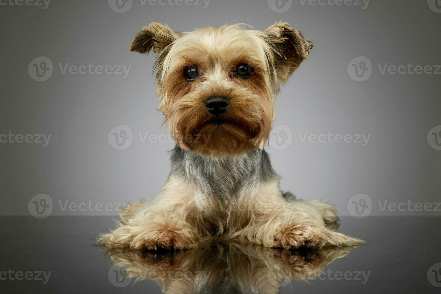 studio skott av ett förtjusande yorkshire terrier foto