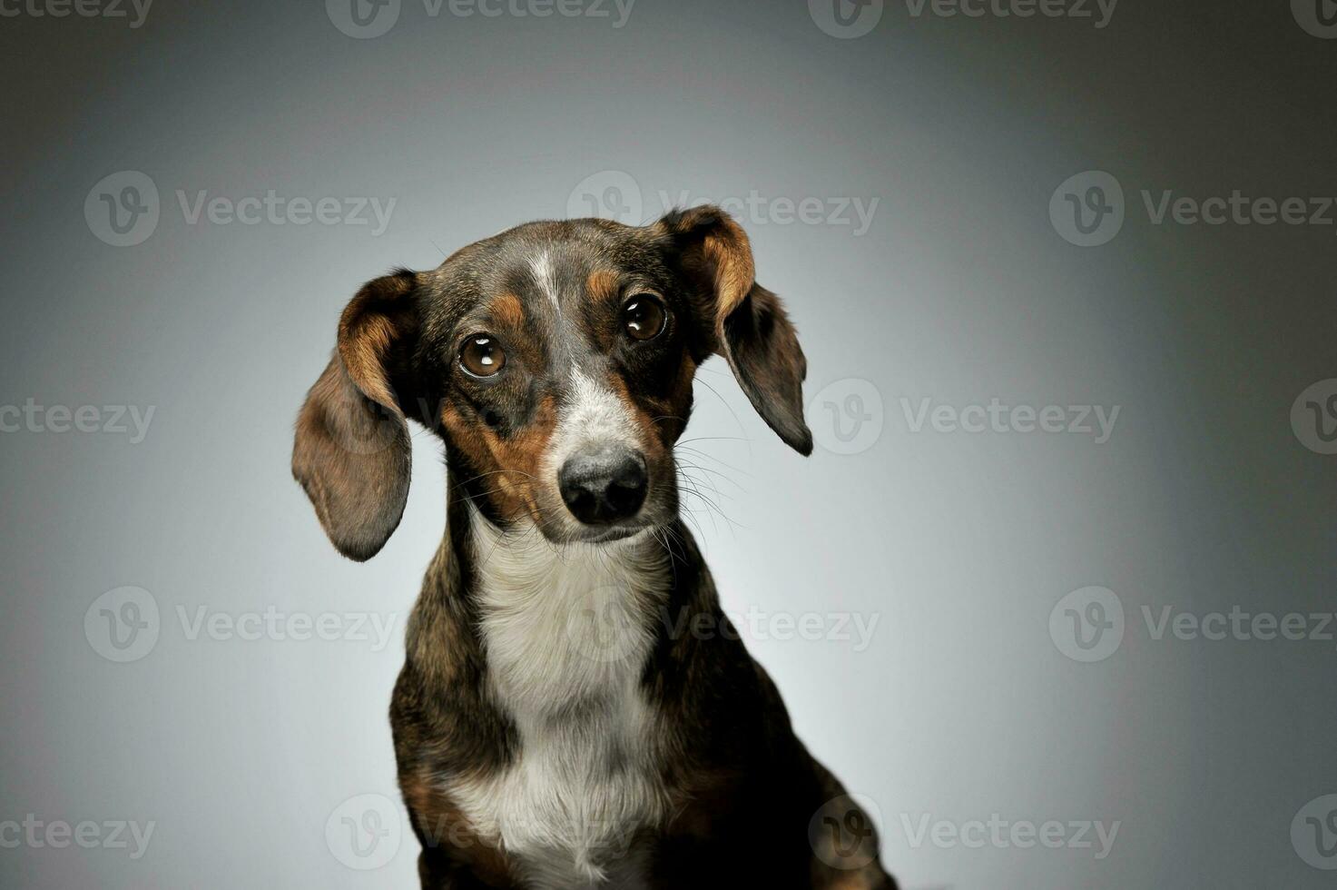 porträtt av ett förtjusande blandad ras hund med lång öron ser nyfiket på de kamera foto