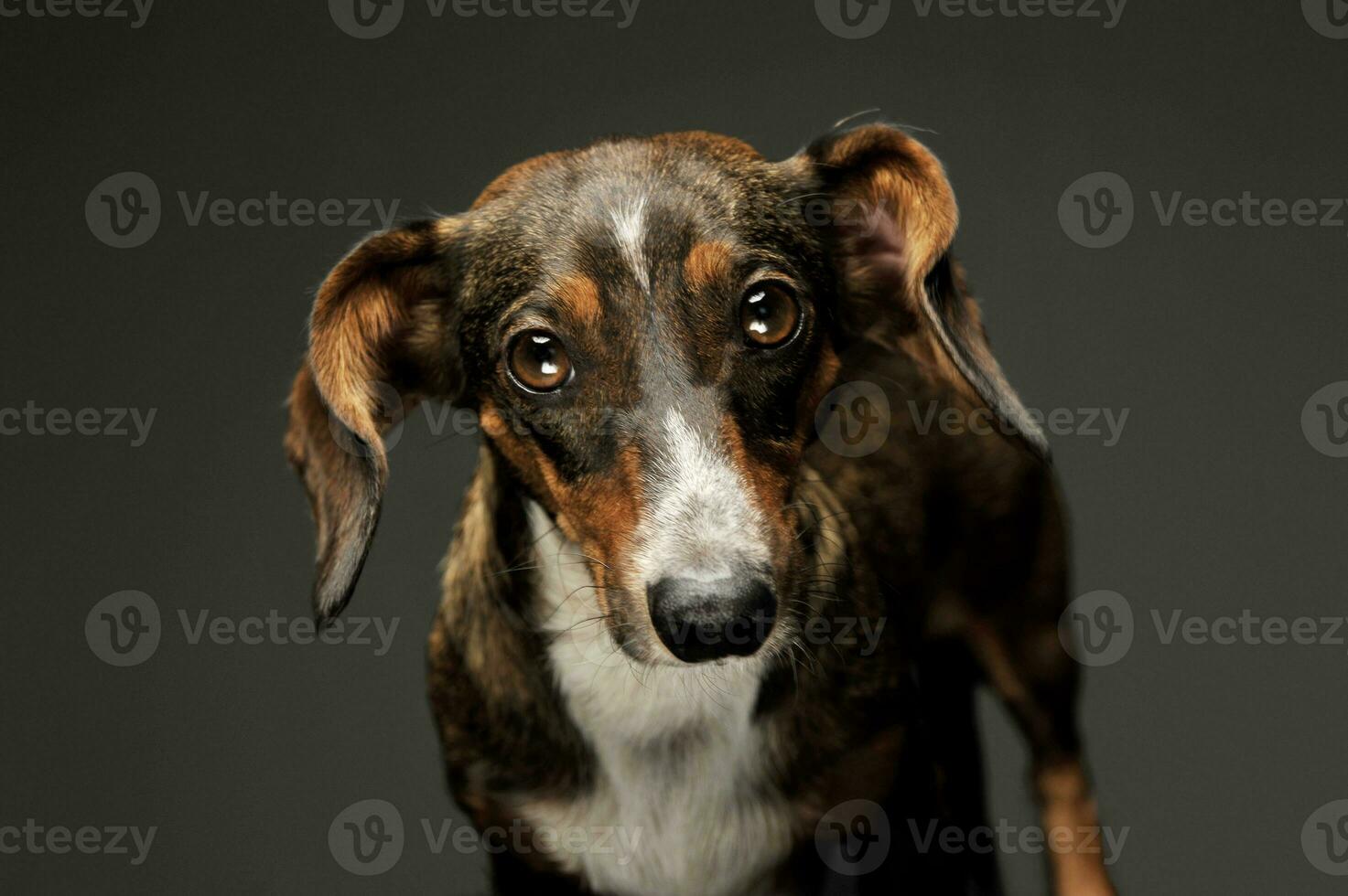 porträtt av ett förtjusande blandad ras hund med lång öron ser nyfiket på de kamera foto