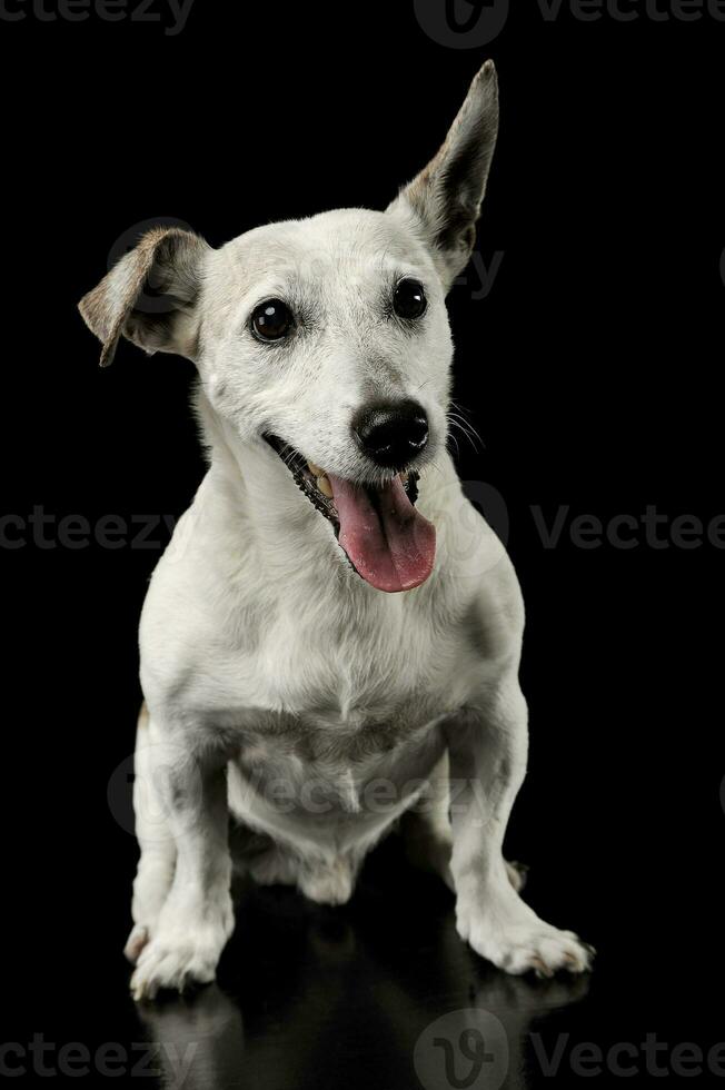 studio skott av ett förtjusande domkraft russell terrier Sammanträde och ser Lycklig foto