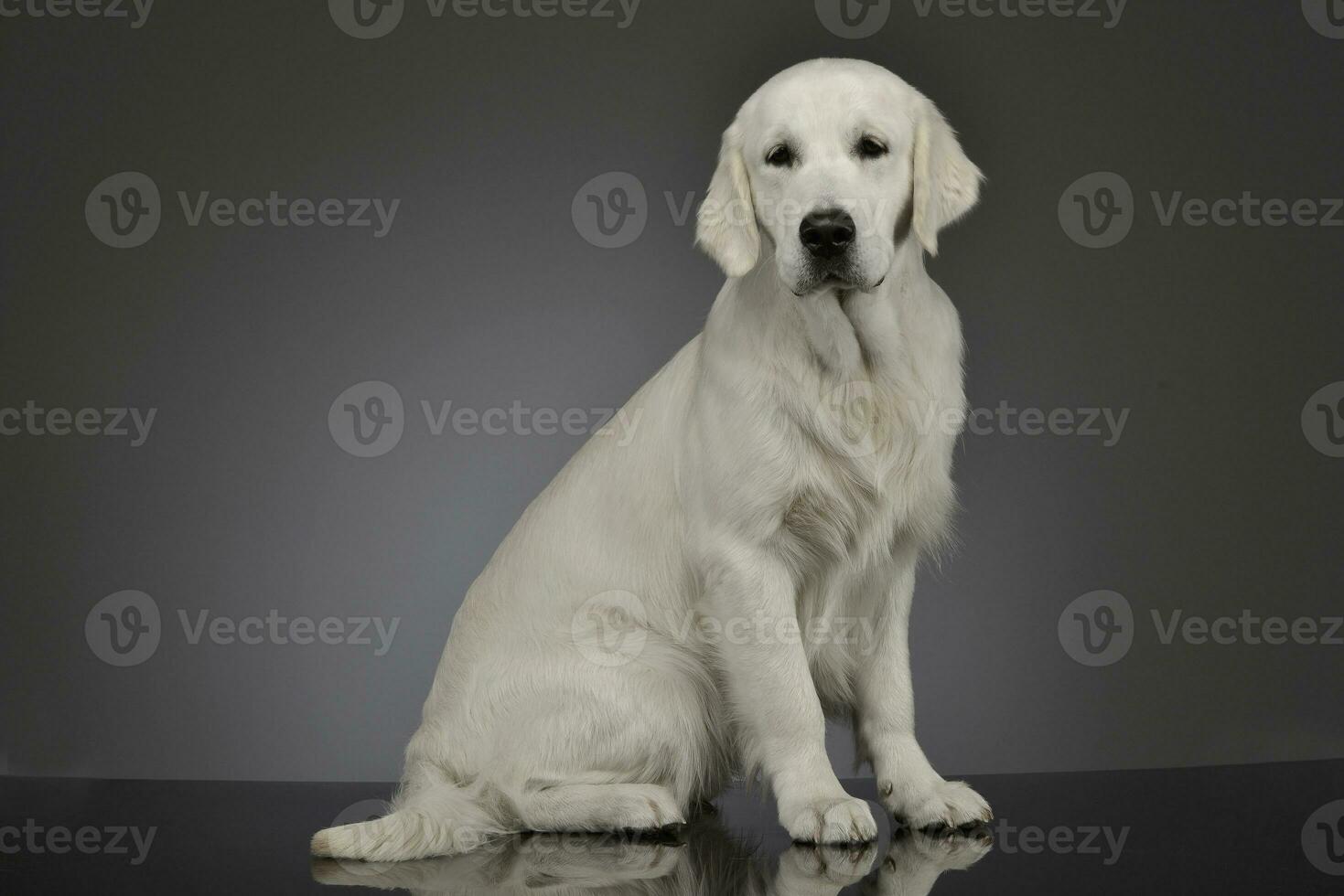 studio skott av ett förtjusande gyllene retriever foto