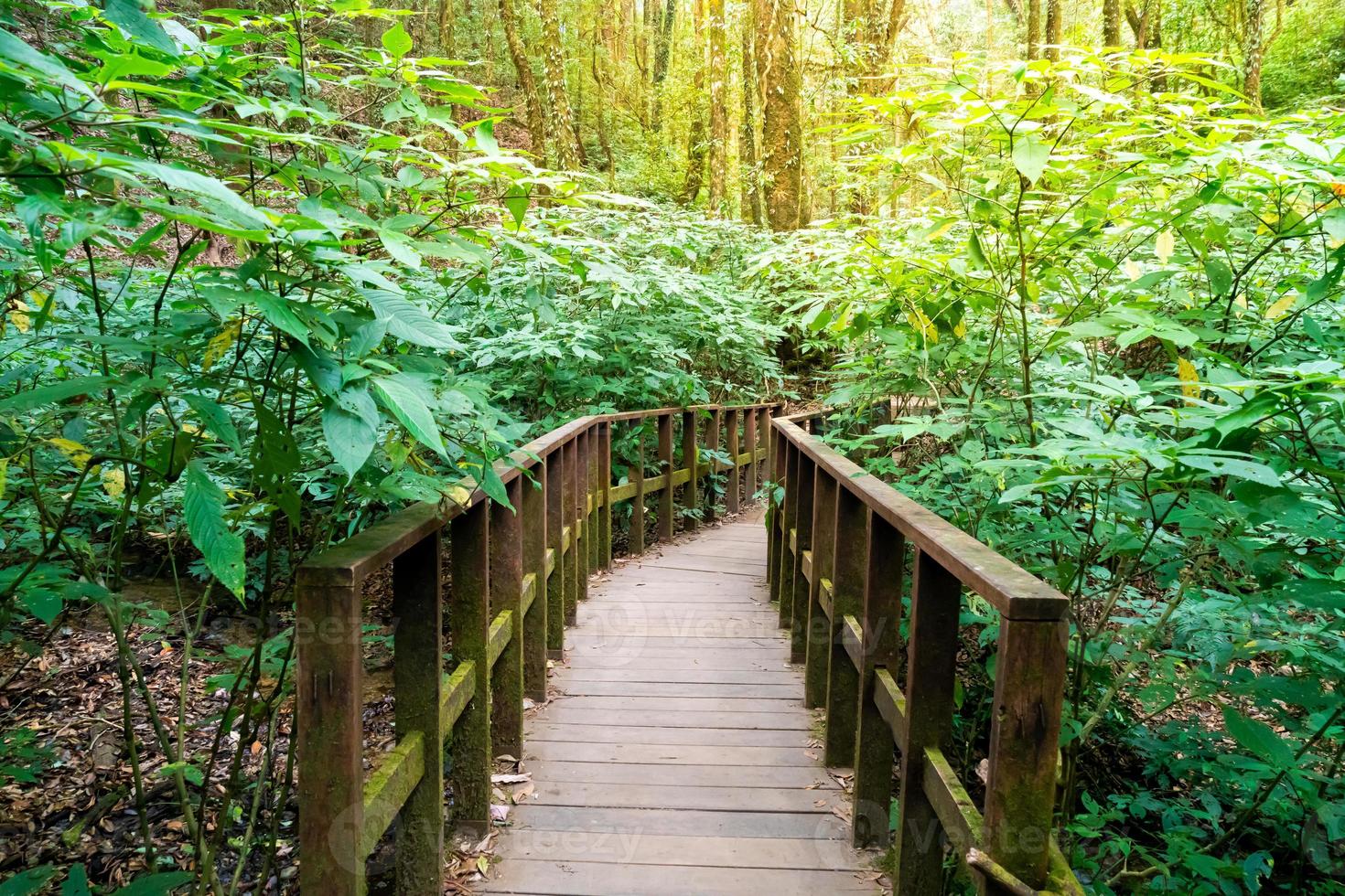 träbro i skogen på kew mae pan natur spår, Chiang Mai, Thailand foto