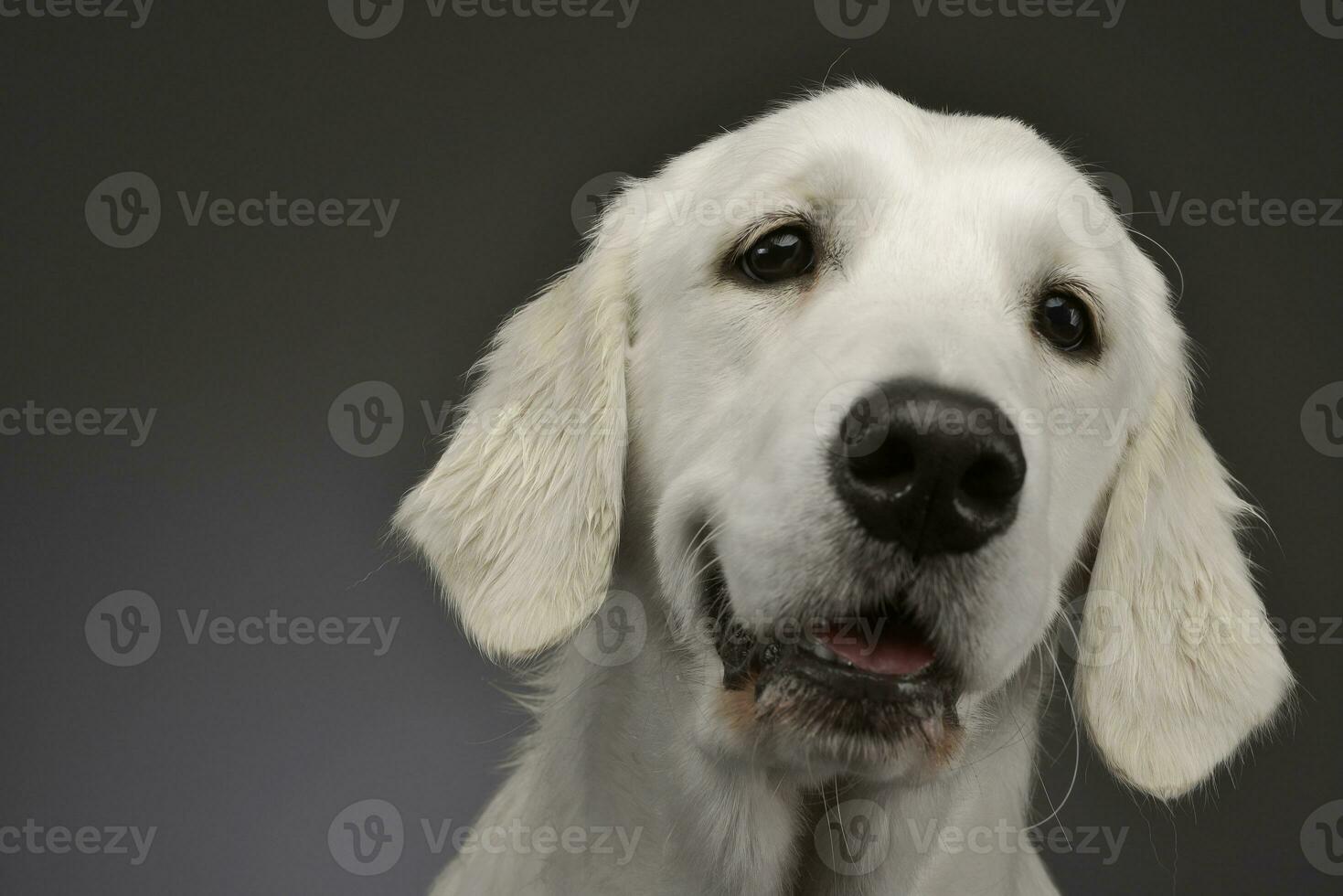 porträtt av ett förtjusande gyllene retriever foto