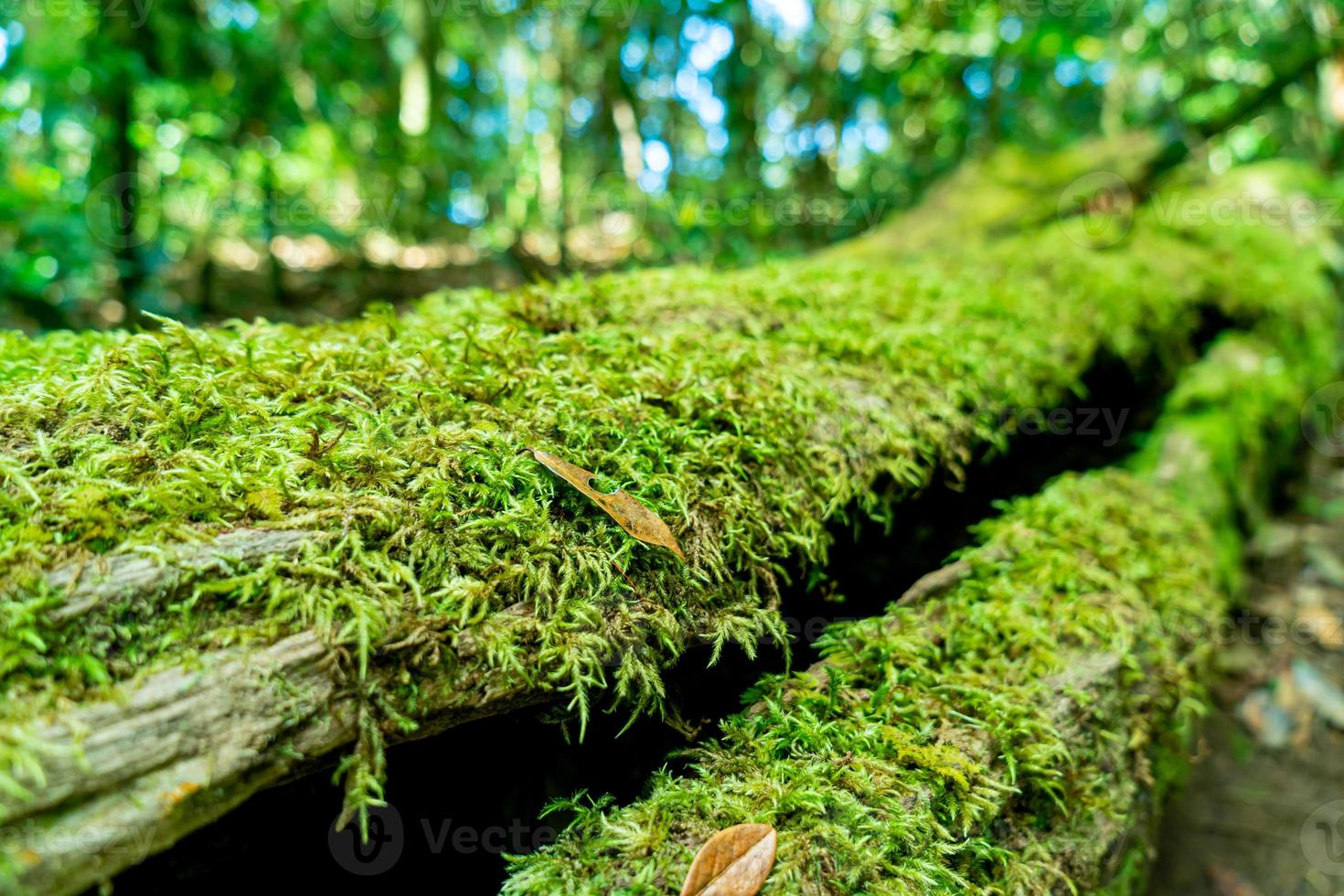 närbild grön mossa på träd i skogen foto