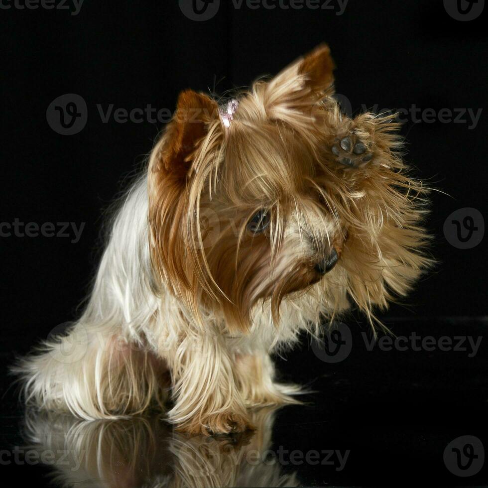 söt yorkshire terrier ge en fem i en svart Foto studio