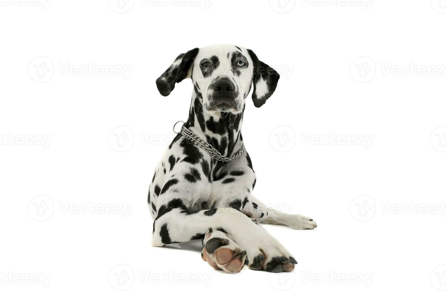 studio skott av ett förtjusande dalmatian hund med annorlunda färgad ögon liggande och ser nyfiket på de kamera foto