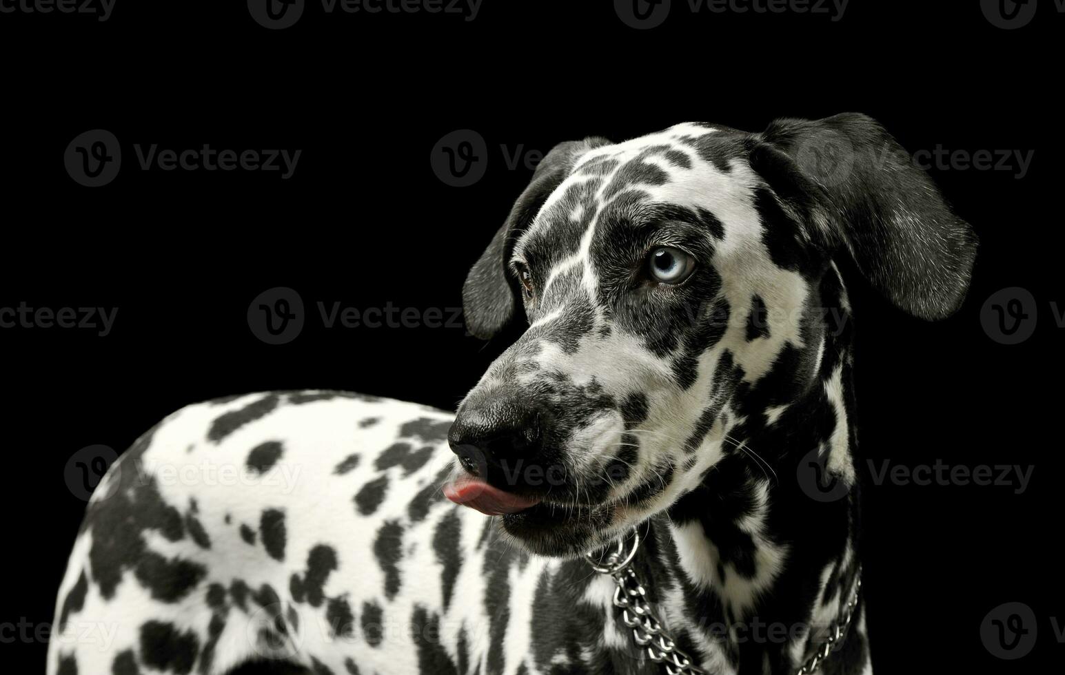 porträtt av ett förtjusande dalmatian hund stående och slick hans mun foto