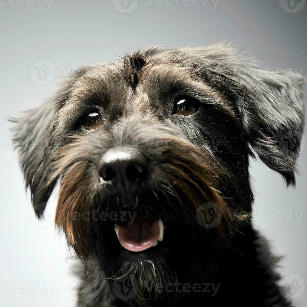 blandad ras trådbunden hår hund porträtt i studio foto