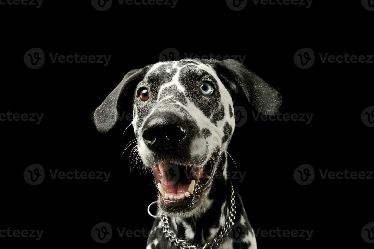 porträtt av ett förtjusande dalmatian hund med annorlunda färgad ögon ser nöjd foto