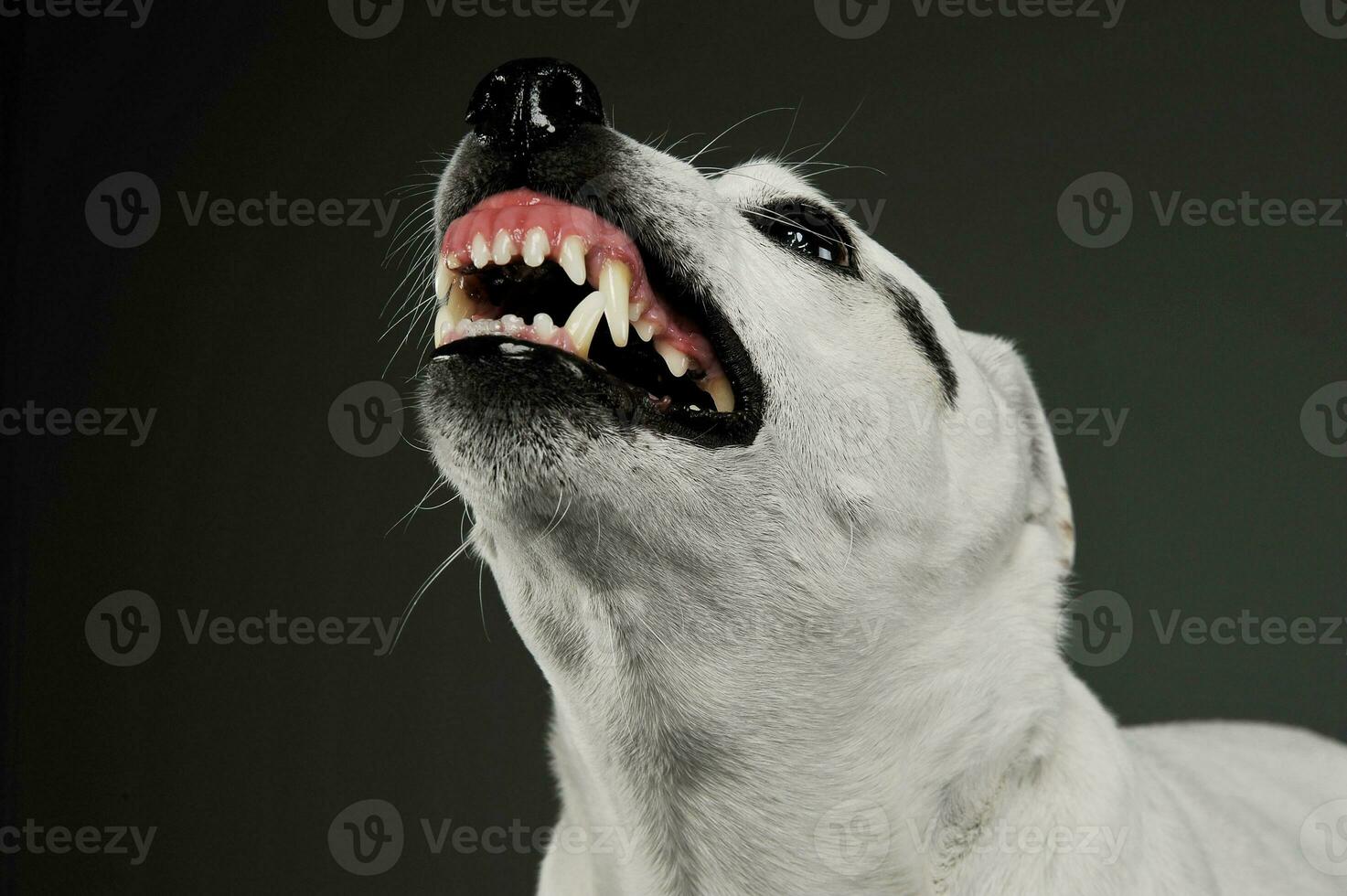 porträtt av ett upphetsad blandad ras hund ser arg foto