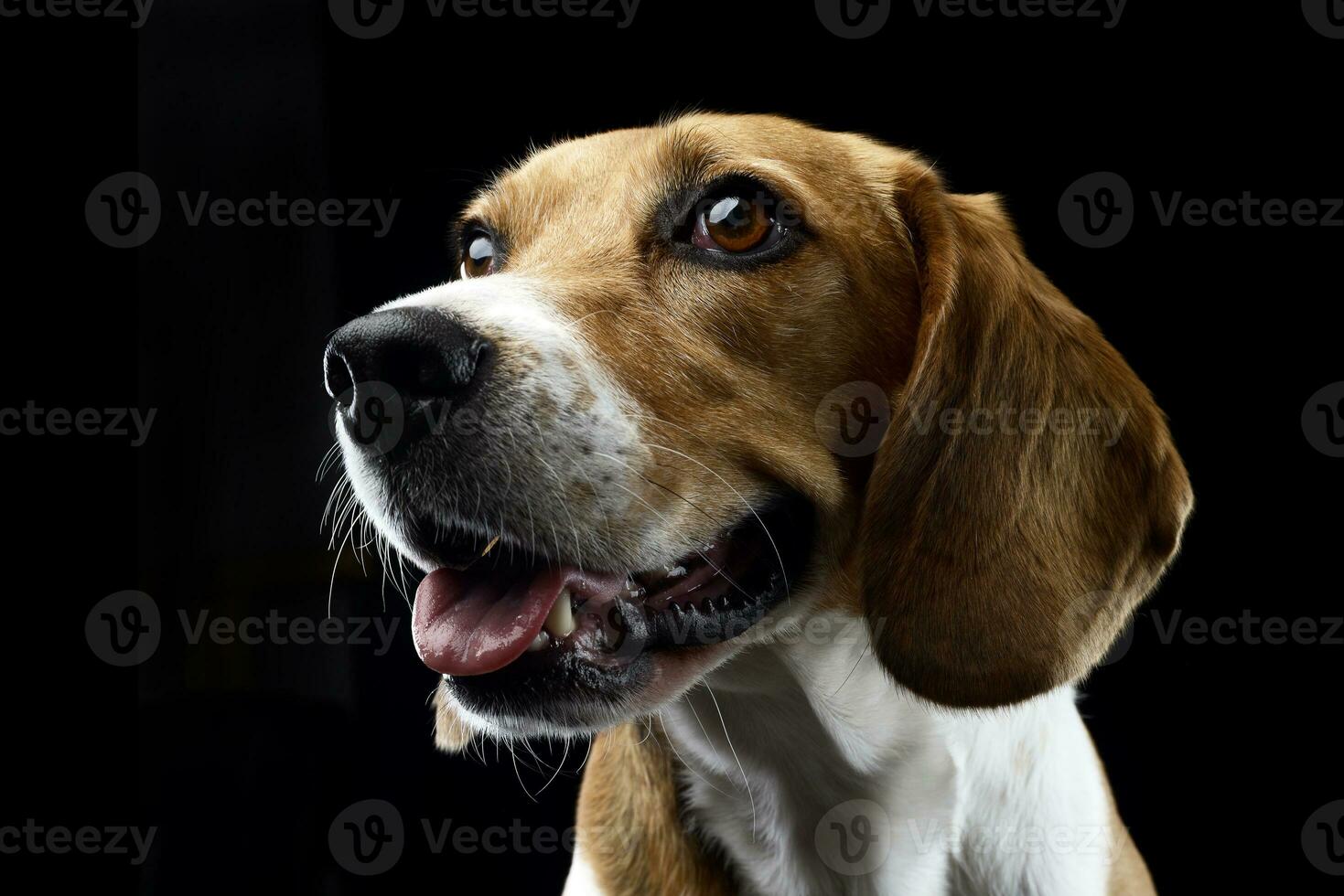 porträtt av ett förtjusande beagle foto