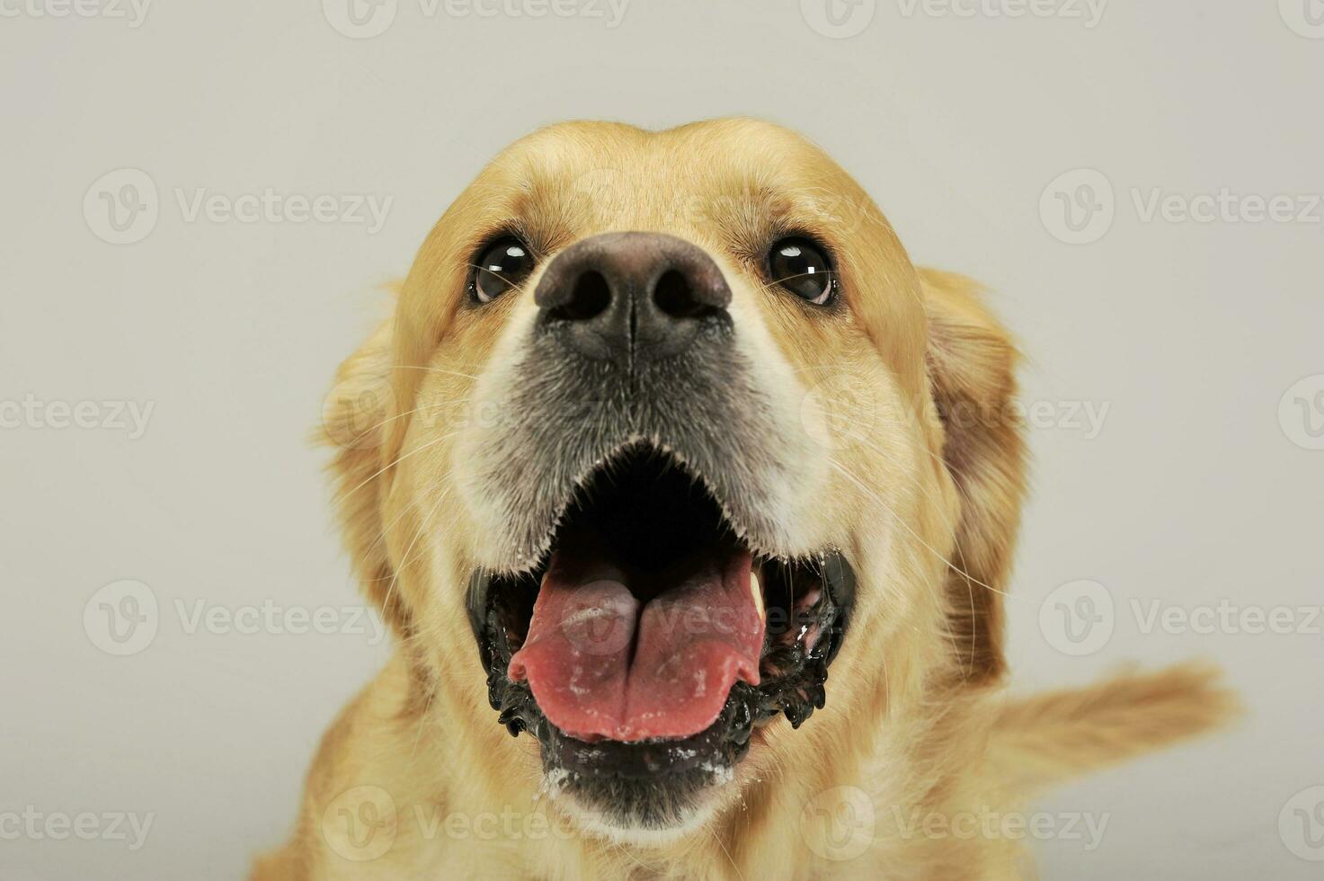 porträtt av och förtjusande labrador retriever foto