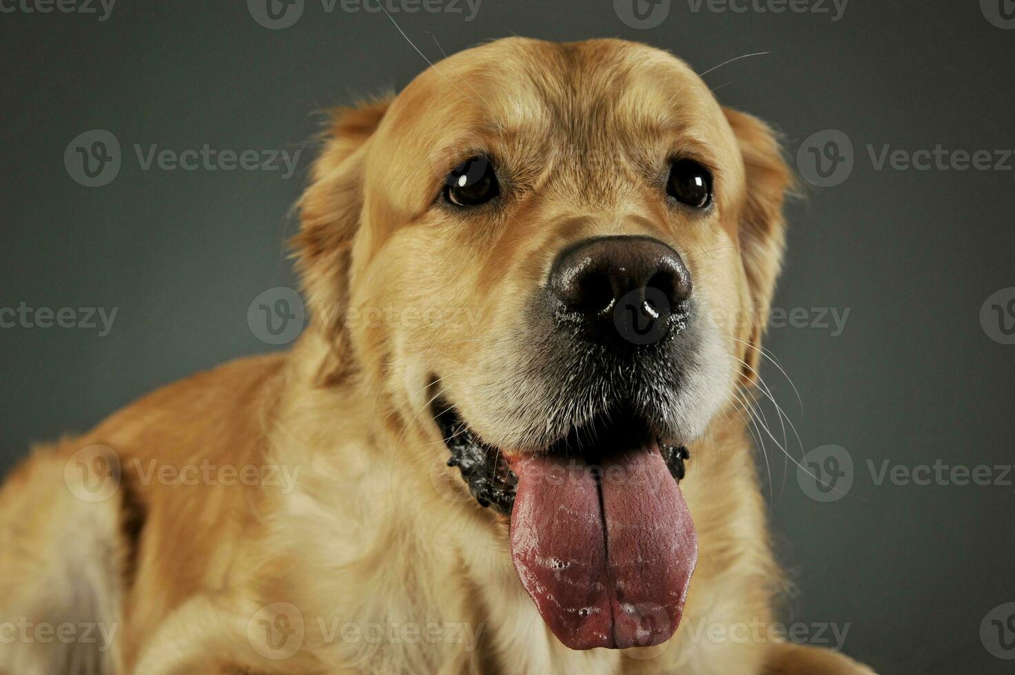 porträtt av och förtjusande labrador retriever foto