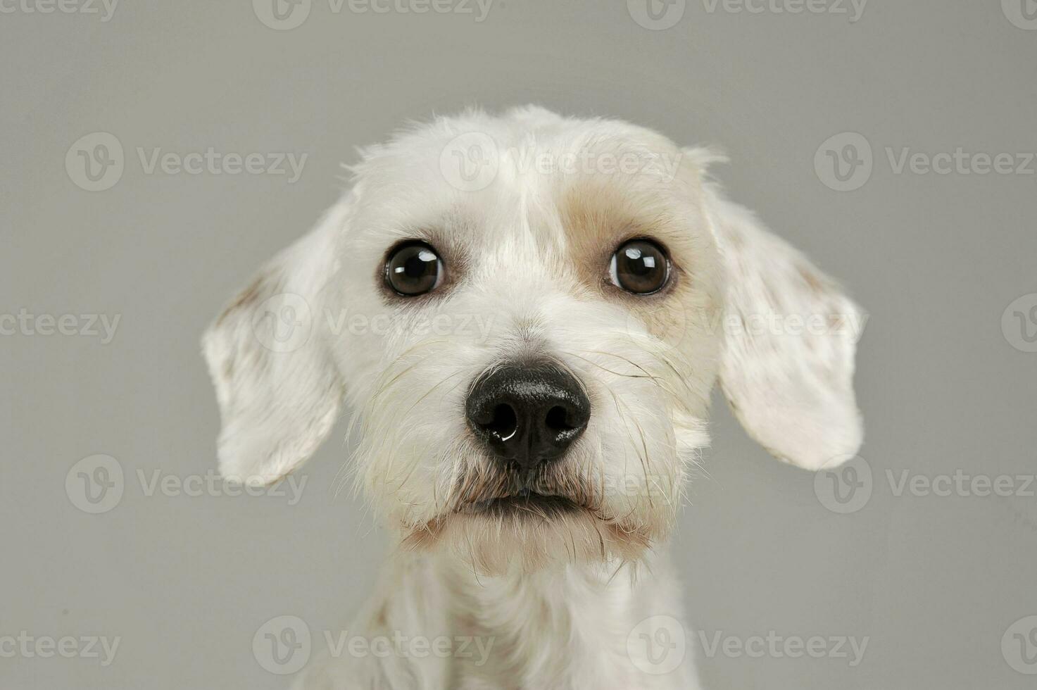 porträtt av ett förtjusande blandad ras hund ser nyfiket på de kamera foto