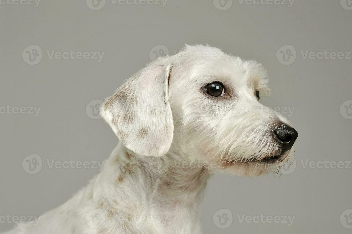 porträtt av ett förtjusande blandad ras hund ser nyfiket foto
