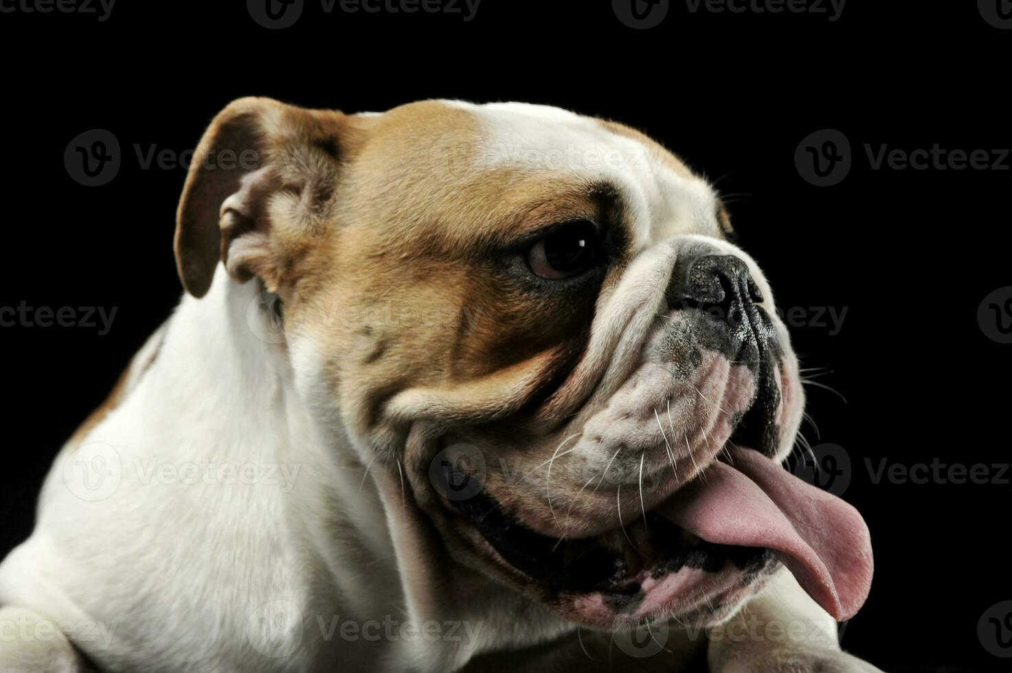 engelsk bulldogg fastnar ut hans tunga i de mörk studio foto