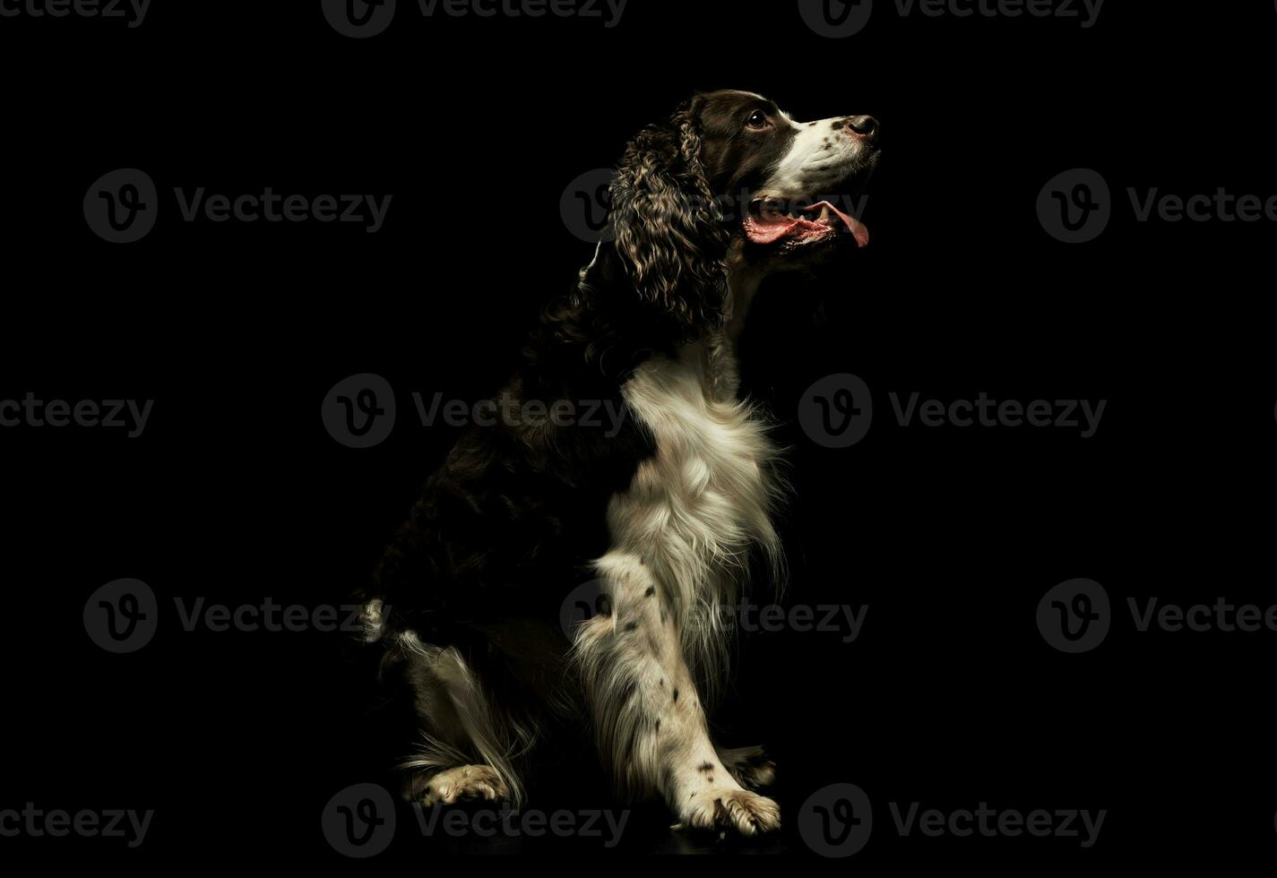 studio skott av ett förtjusande engelsk cockerspaniel spaniel foto