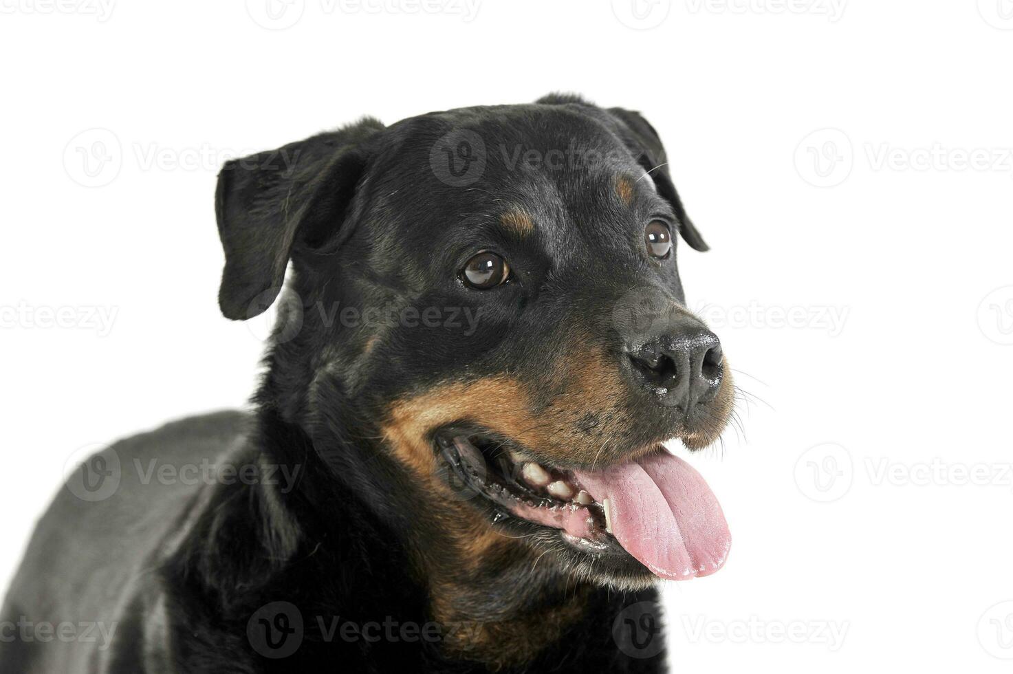 rottweiler liggande i de vit studio golv foto