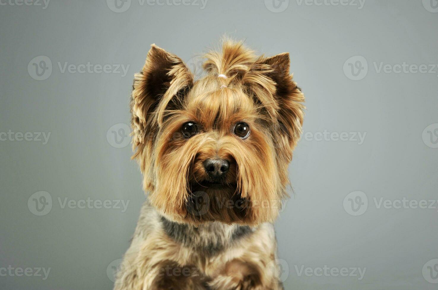 porträtt av ett förtjusande yorkshire terrier foto
