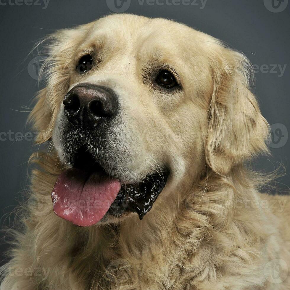 gyllene retriever porträtt i en grå Foto bakgrund