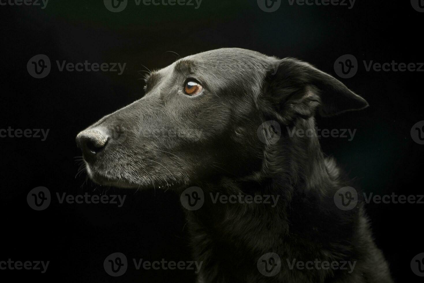 porträtt av ett förtjusande blandad ras hund foto