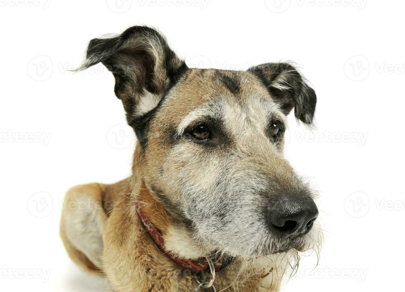 studio skott av ett förtjusande blandad ras hund liggande och ser nyfiket foto