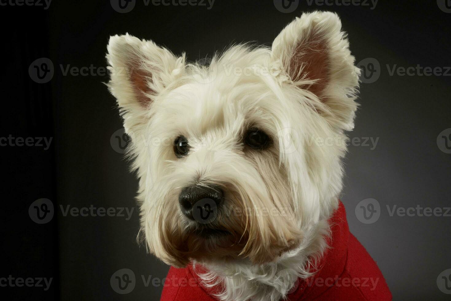 porträtt av en härlig väst högland vit terrier westie foto