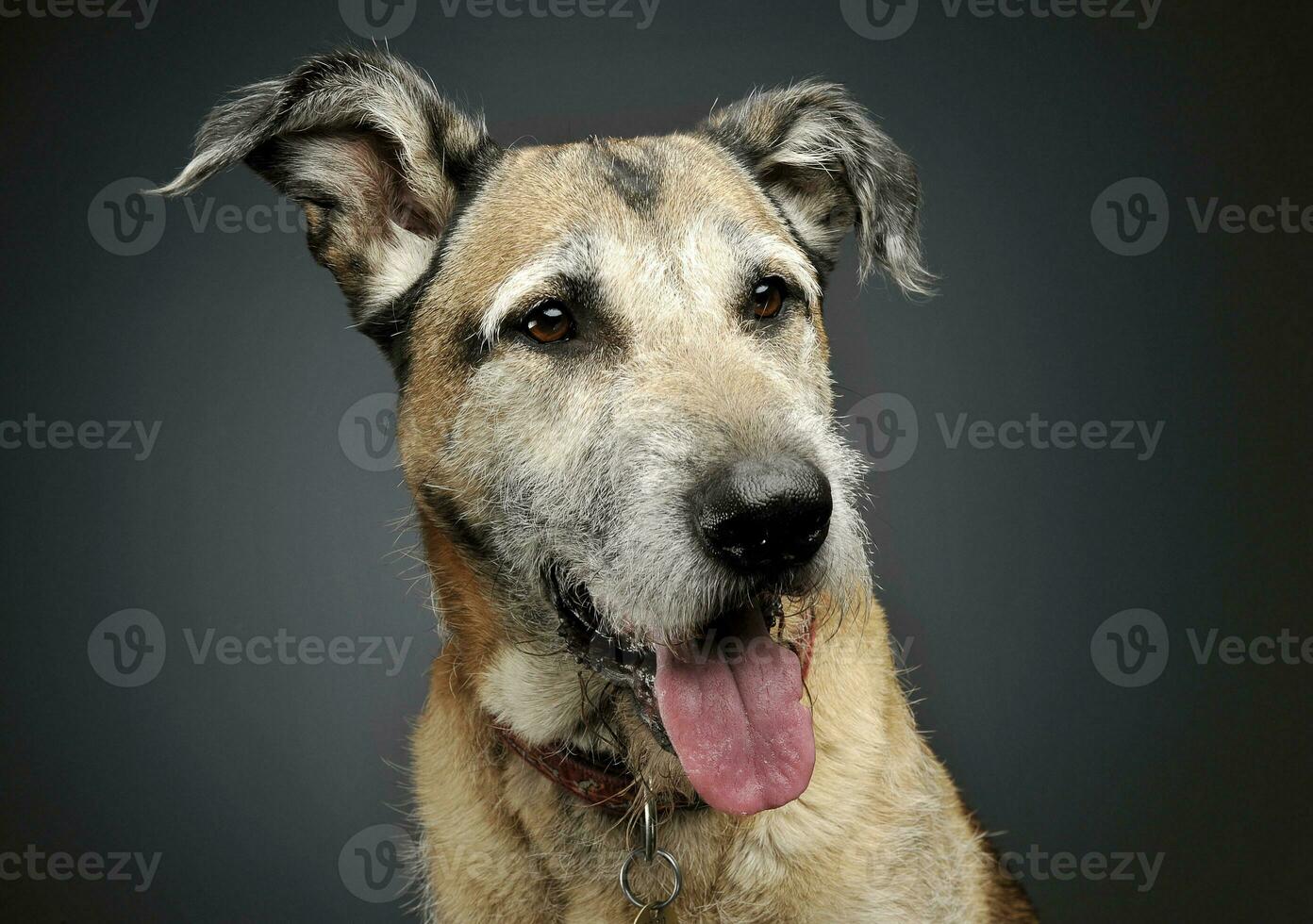 porträtt av ett förtjusande blandad ras hund ser nöjd foto