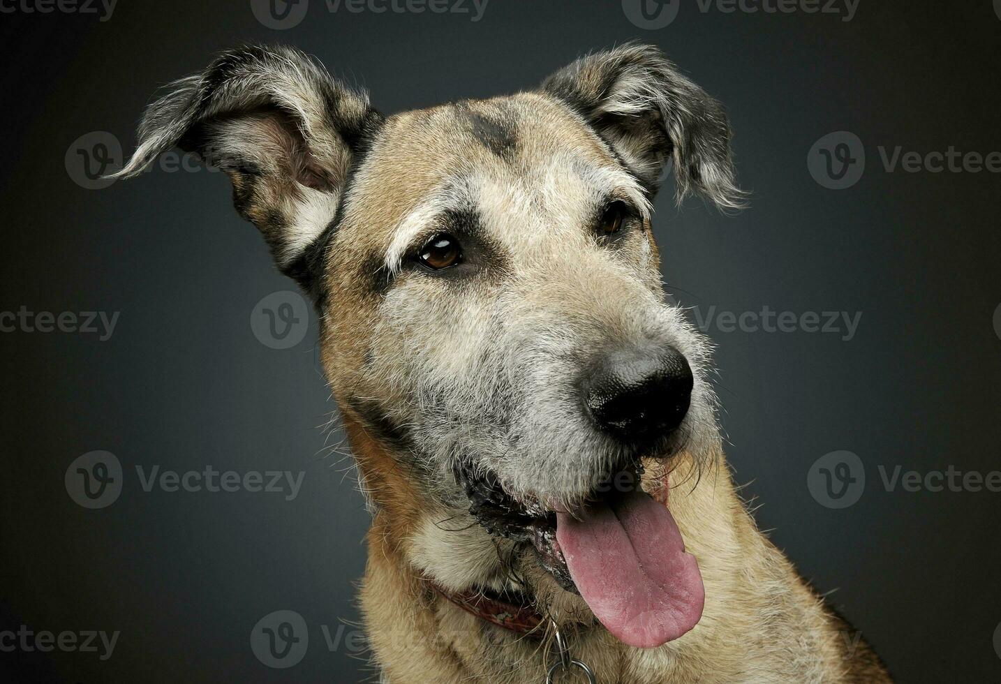 porträtt av ett förtjusande blandad ras hund ser nöjd foto