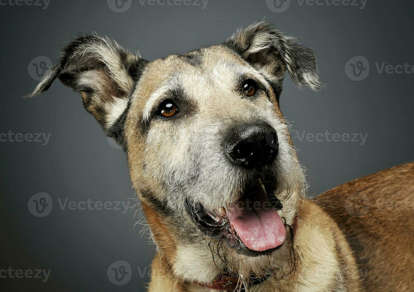 porträtt av ett förtjusande blandad ras hund ser nöjd foto