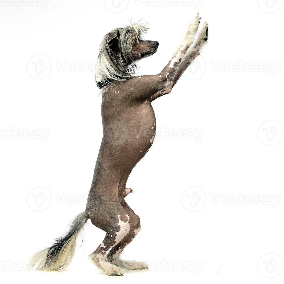 kinesisk naken hund i en vit bakgrund Foto studio