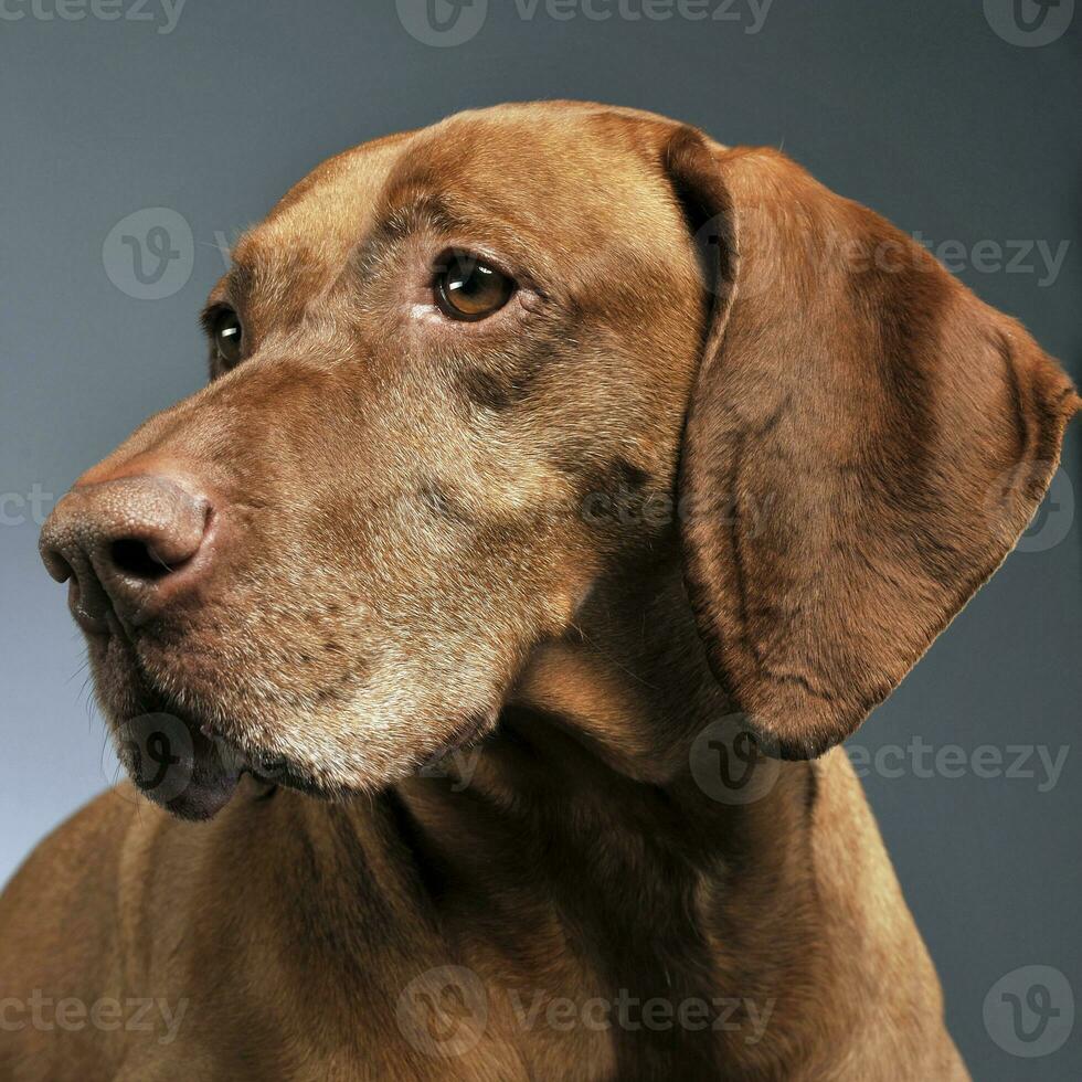 skön ungerska vizsla Framställ i Foto studio