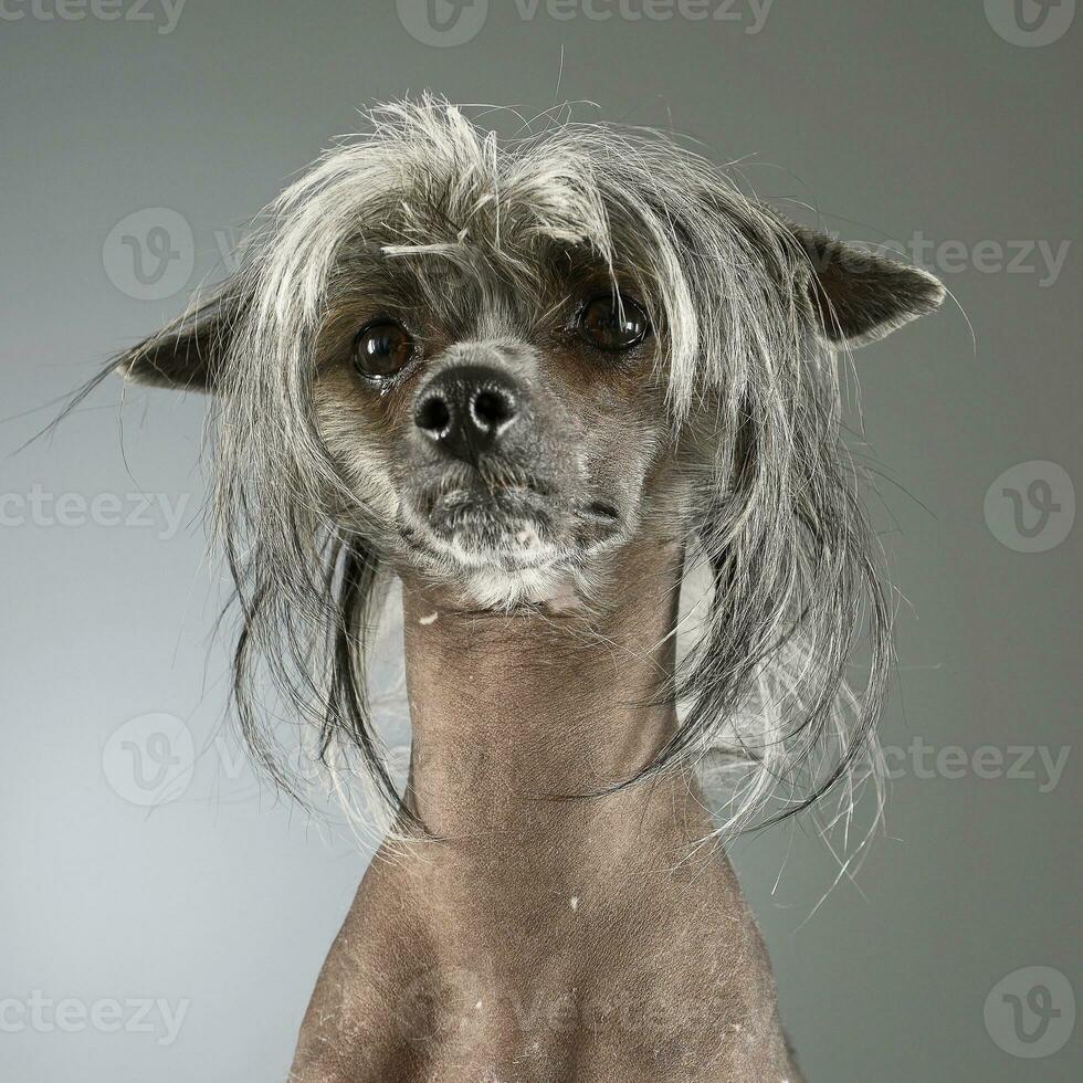 kinesisk naken hund i en grå bakgrund Foto studio