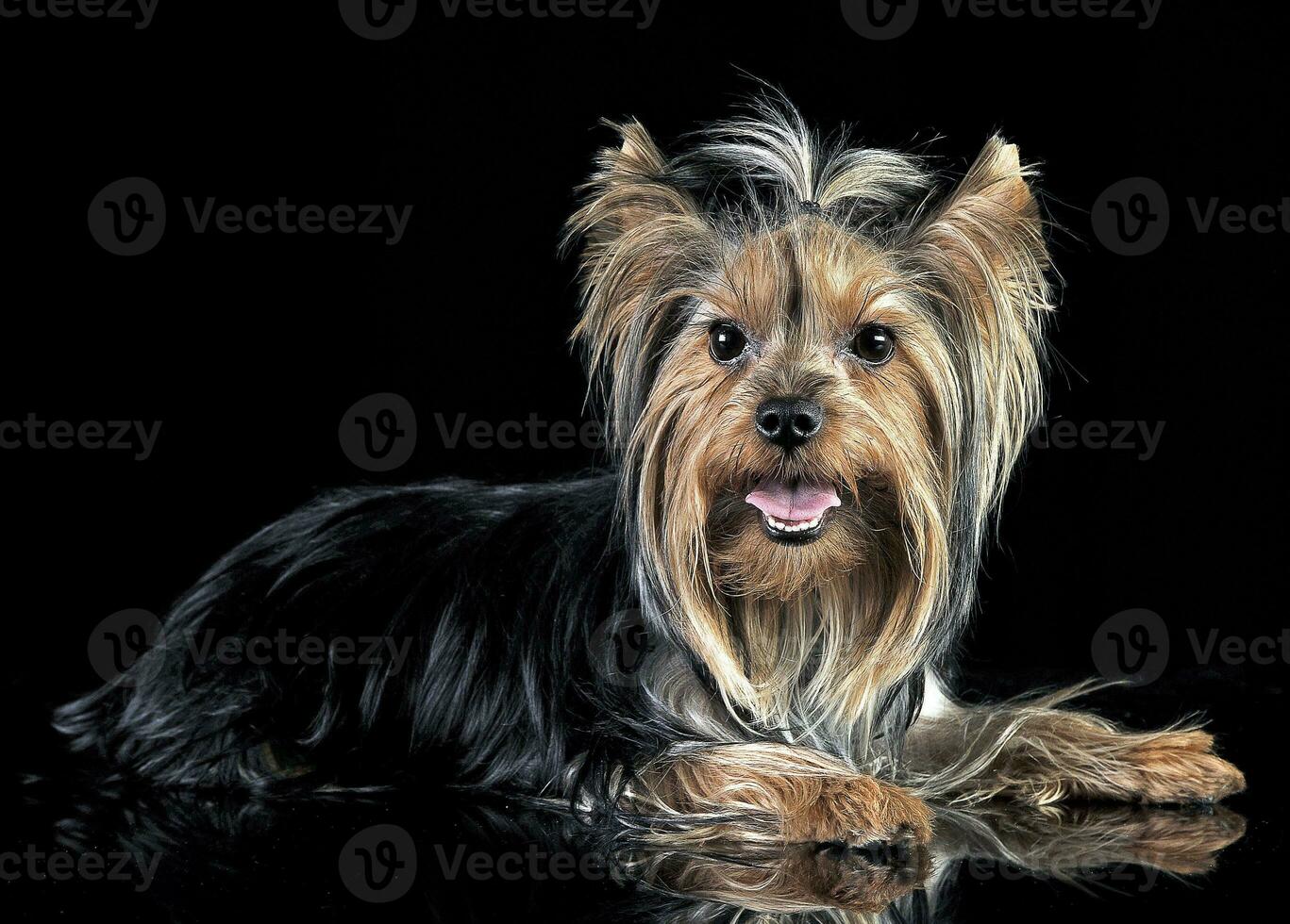 mycket trevlig lång hår yorkshire terrier i studio foto