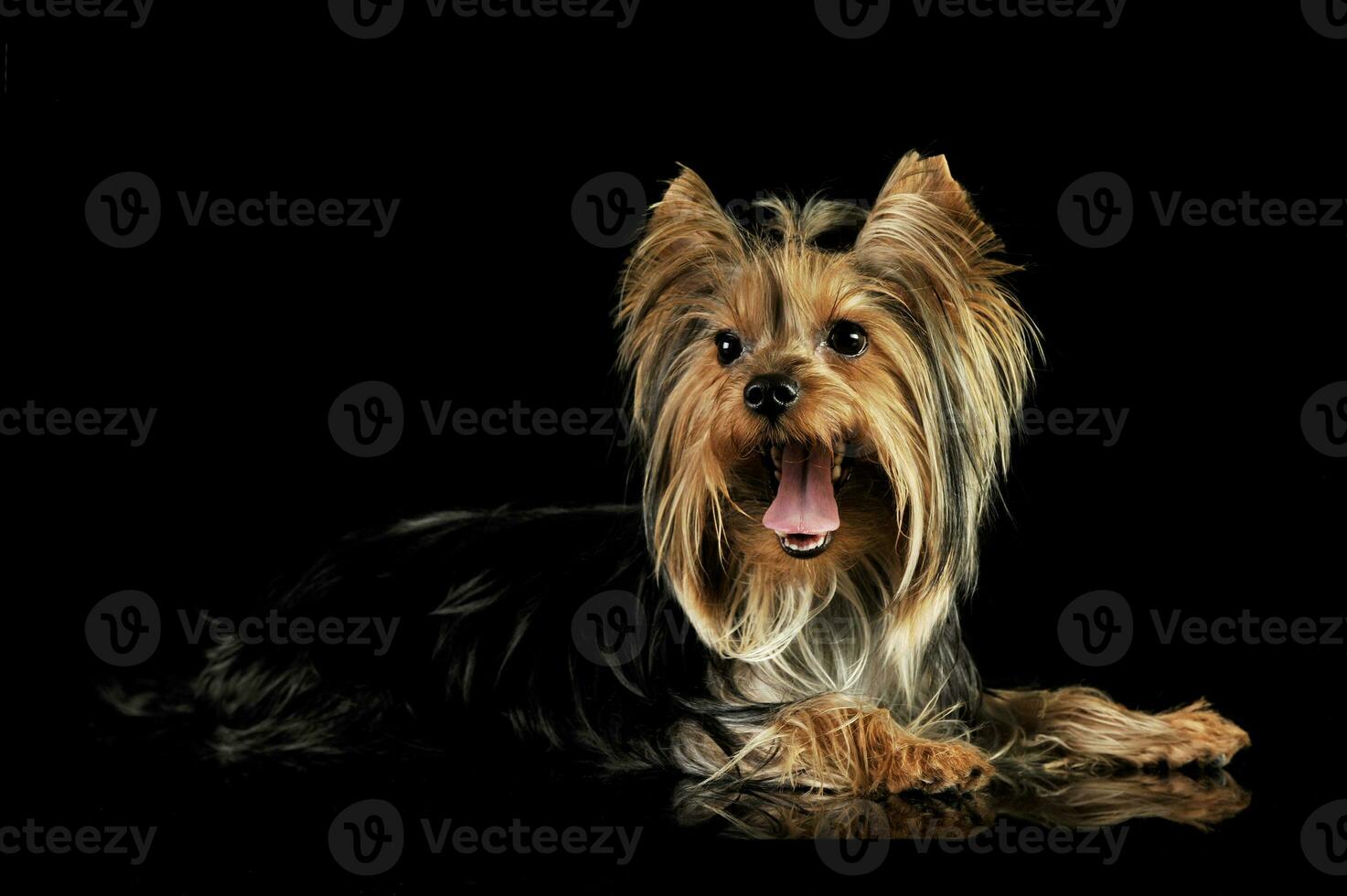 studio skott av ett förtjusande yorkshire terrier foto