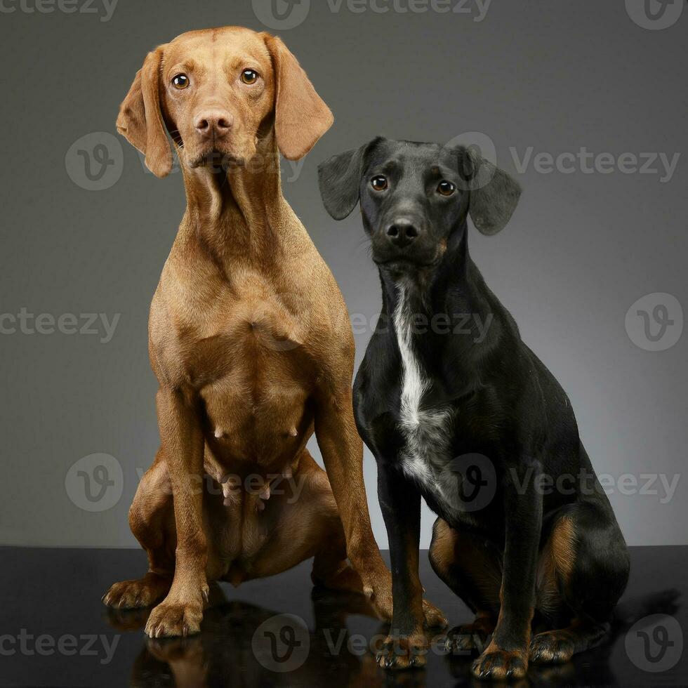 studio skott av ett förtjusande ungerska vizsla och en blandad ras hund foto