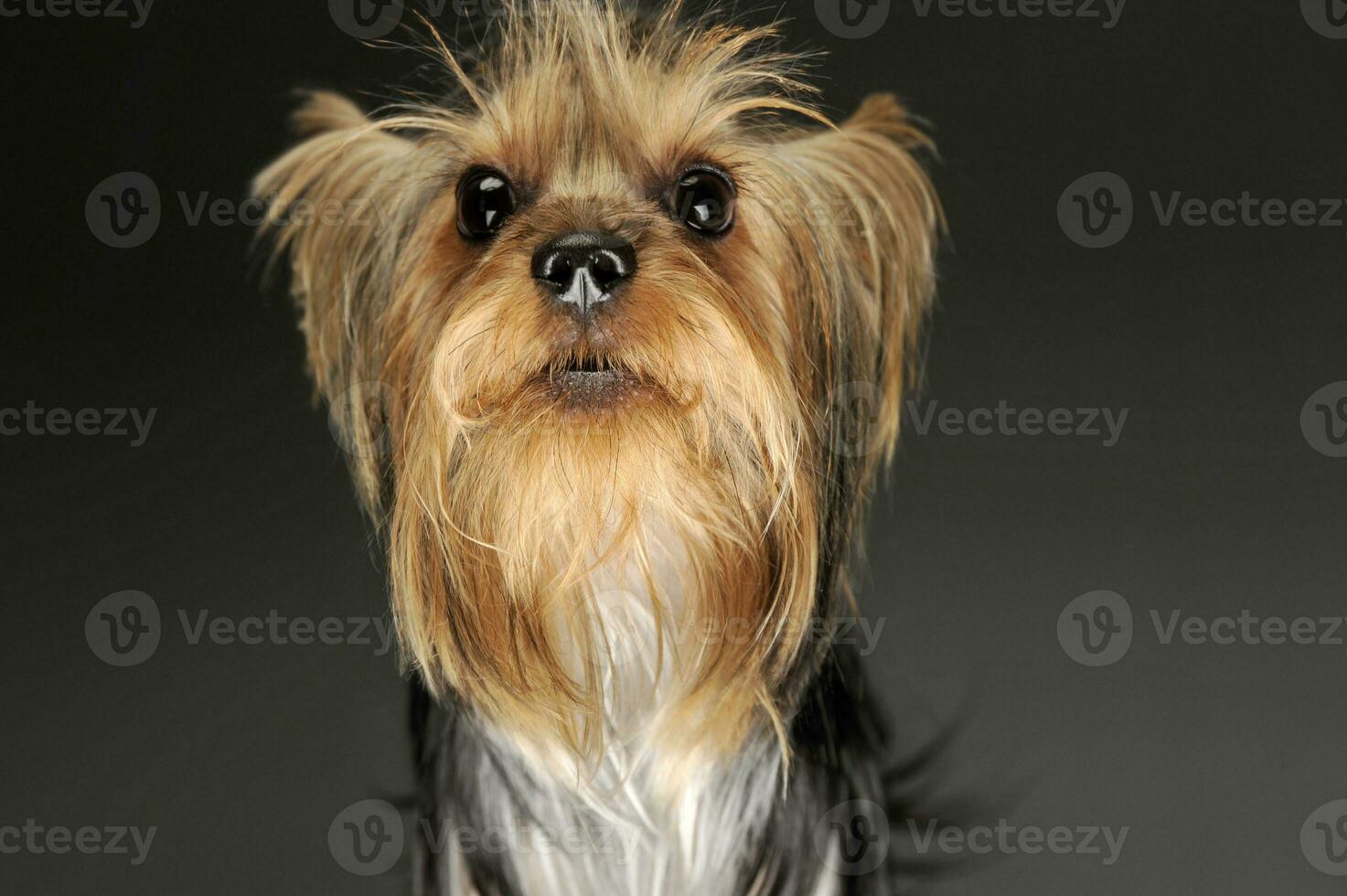porträtt av ett förtjusande yorkshire terrier foto