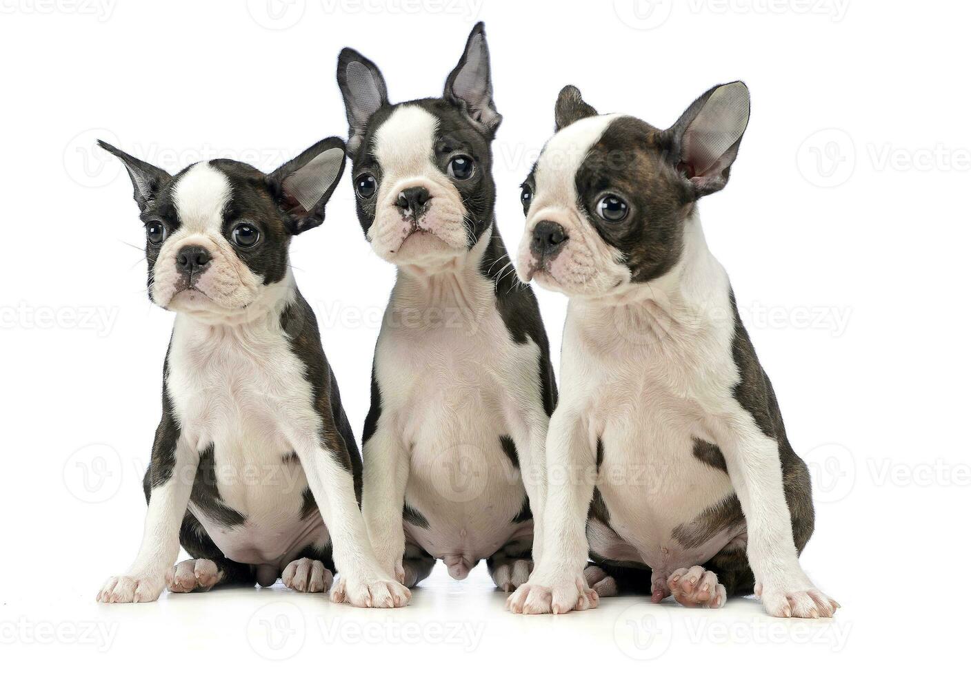 tre valp boston terrier i en vit Foto studio