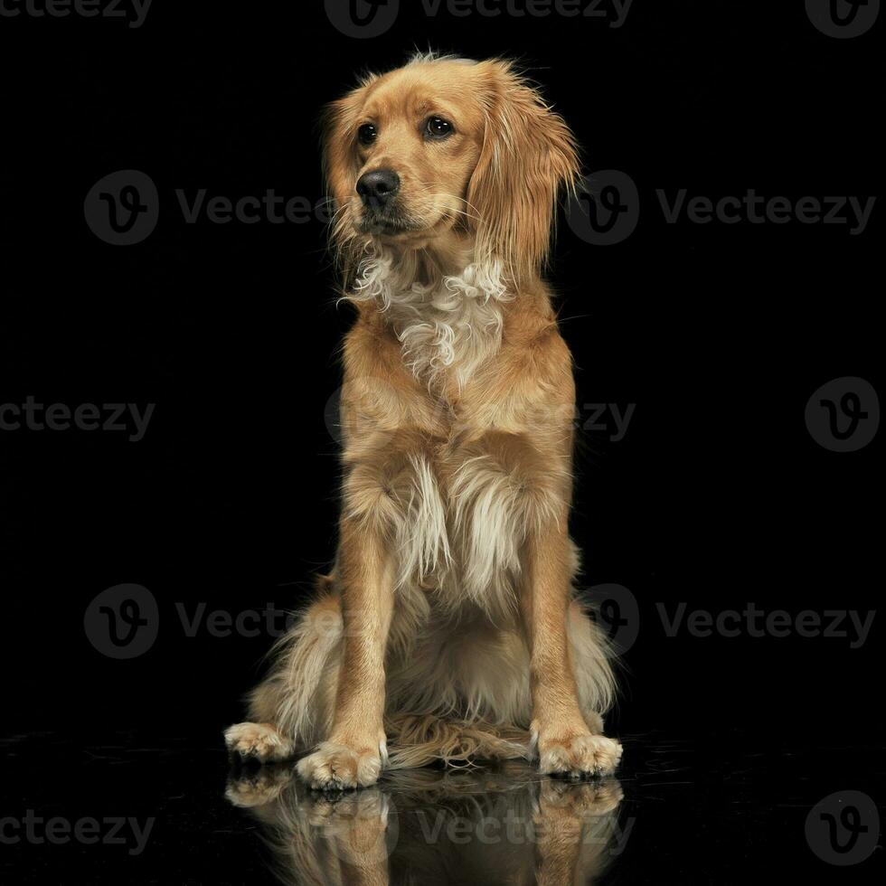 blandad ras brun rolig hund i en mörk studio foto