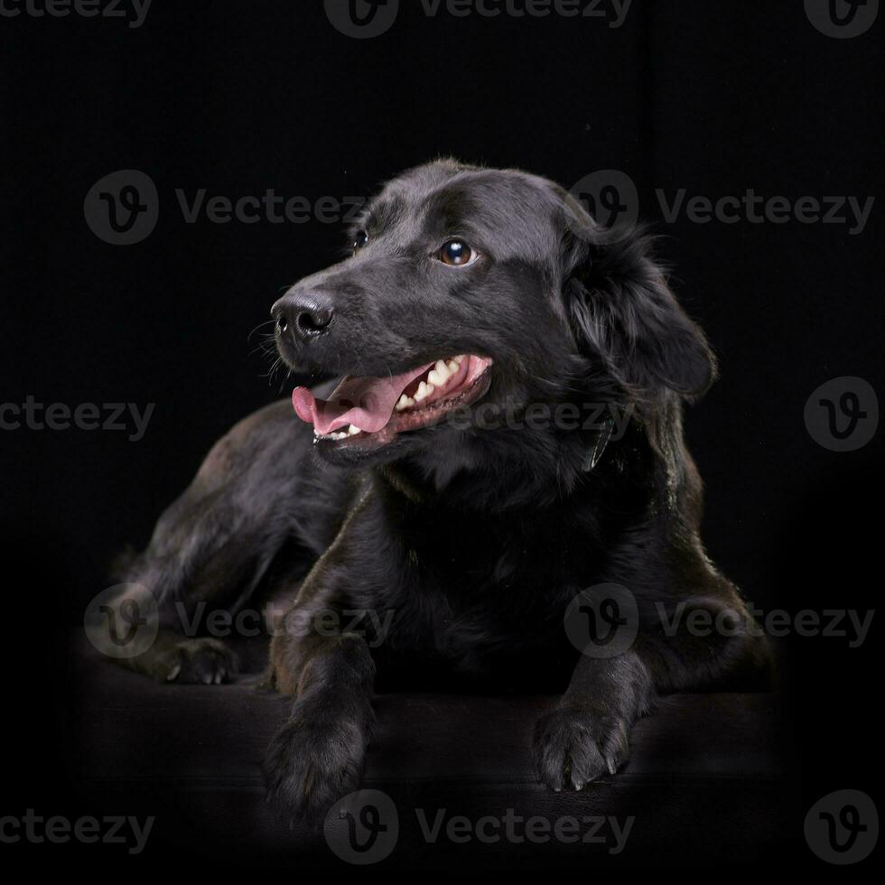 studio skott av ett förtjusande blandad ras hund foto