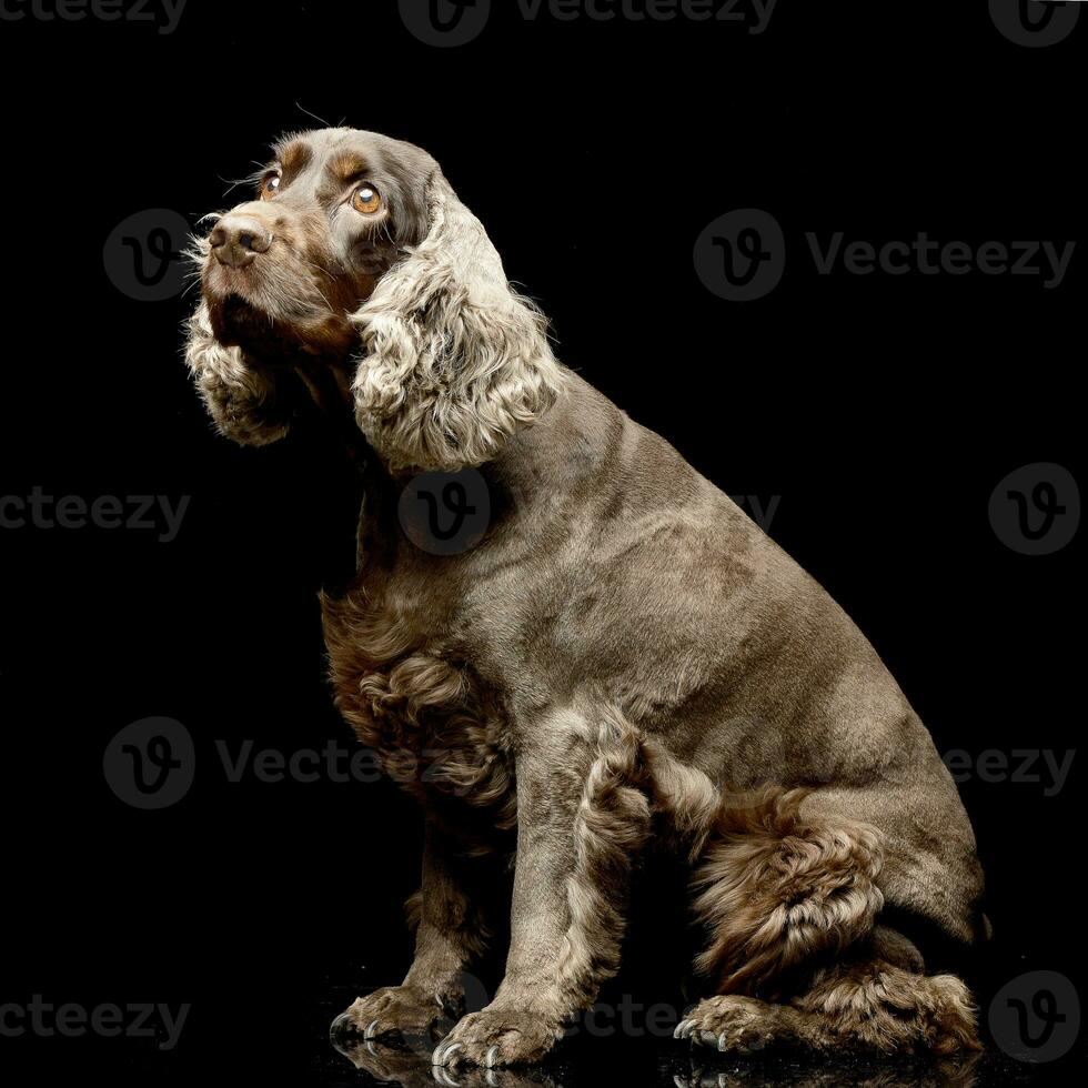 studio skott av ett förtjusande engelsk cockerspaniel spaniel foto