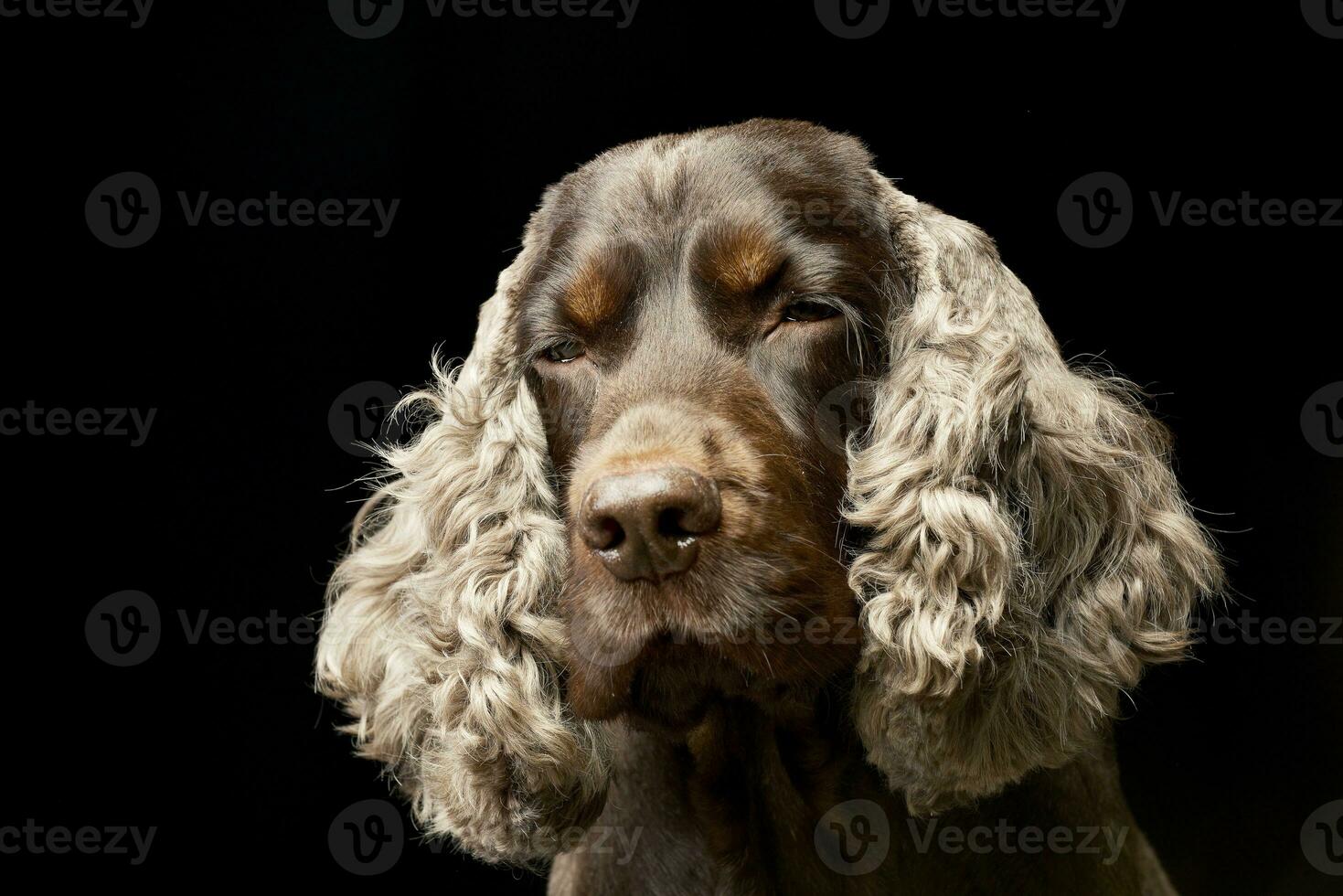 porträtt av ett förtjusande engelsk cockerspaniel spaniel foto