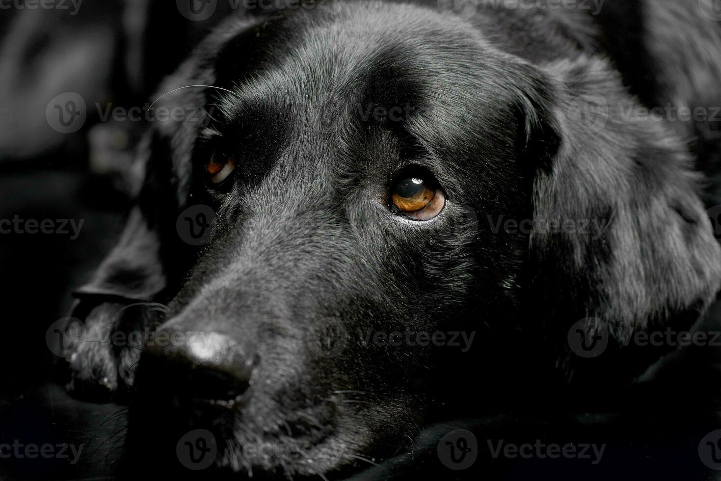 porträtt av ett förtjusande blandad ras hund foto