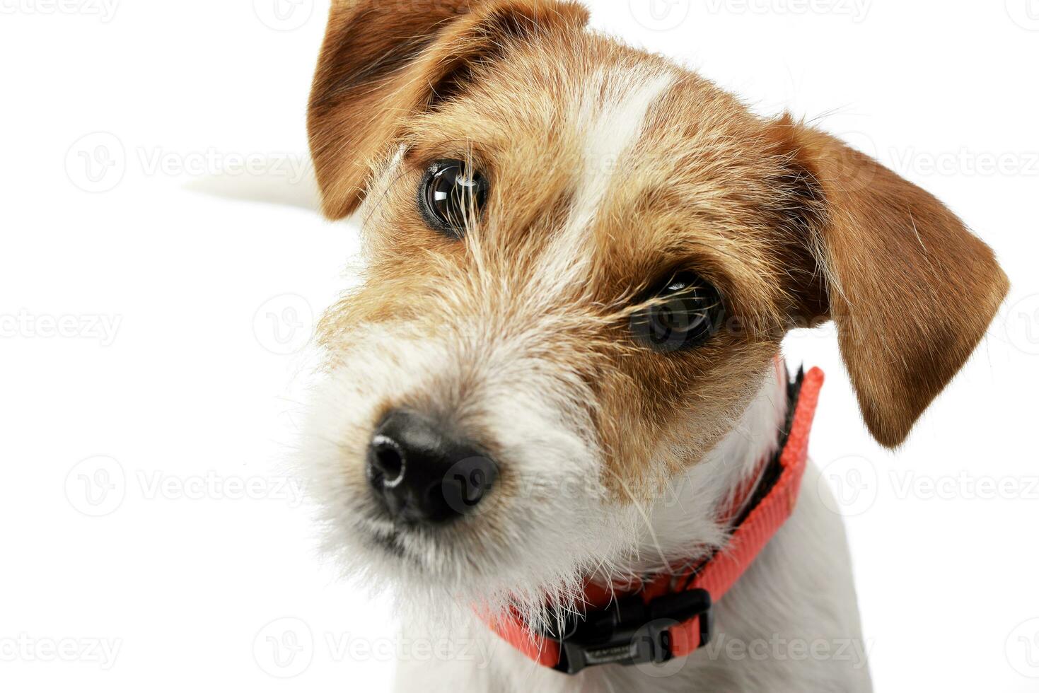 porträtt av en bedårande jack russell terrier foto