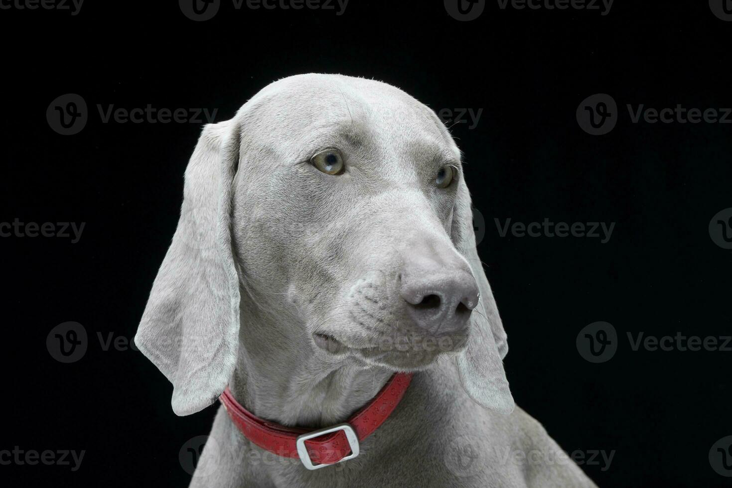 porträtt av ett förtjusande weimaraner hund foto