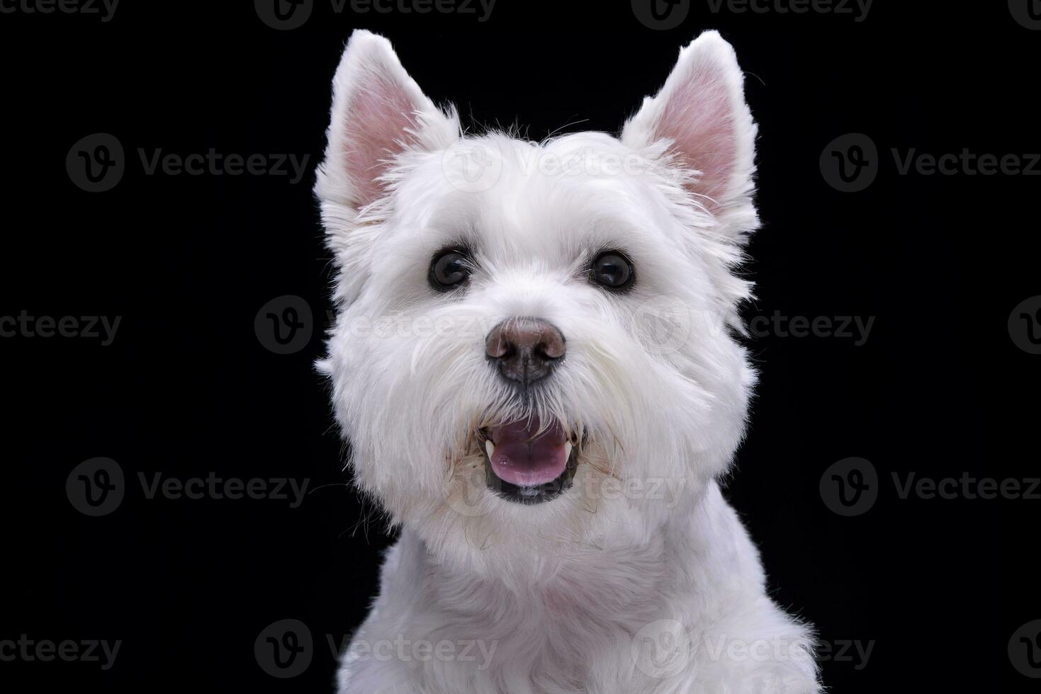 porträtt av ett förtjusande väst högland vit terrier foto