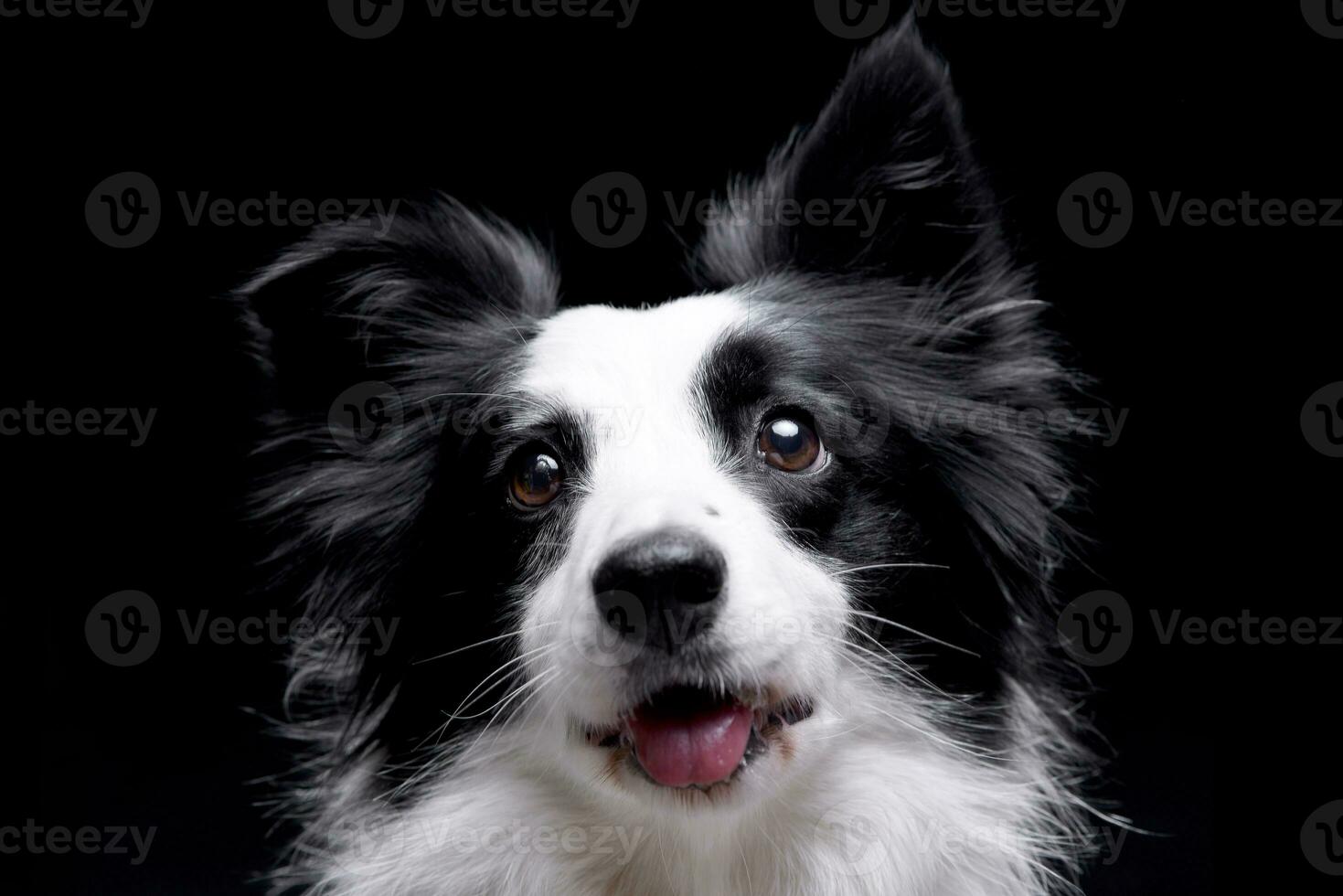 porträtt av ett förtjusande gräns collie foto