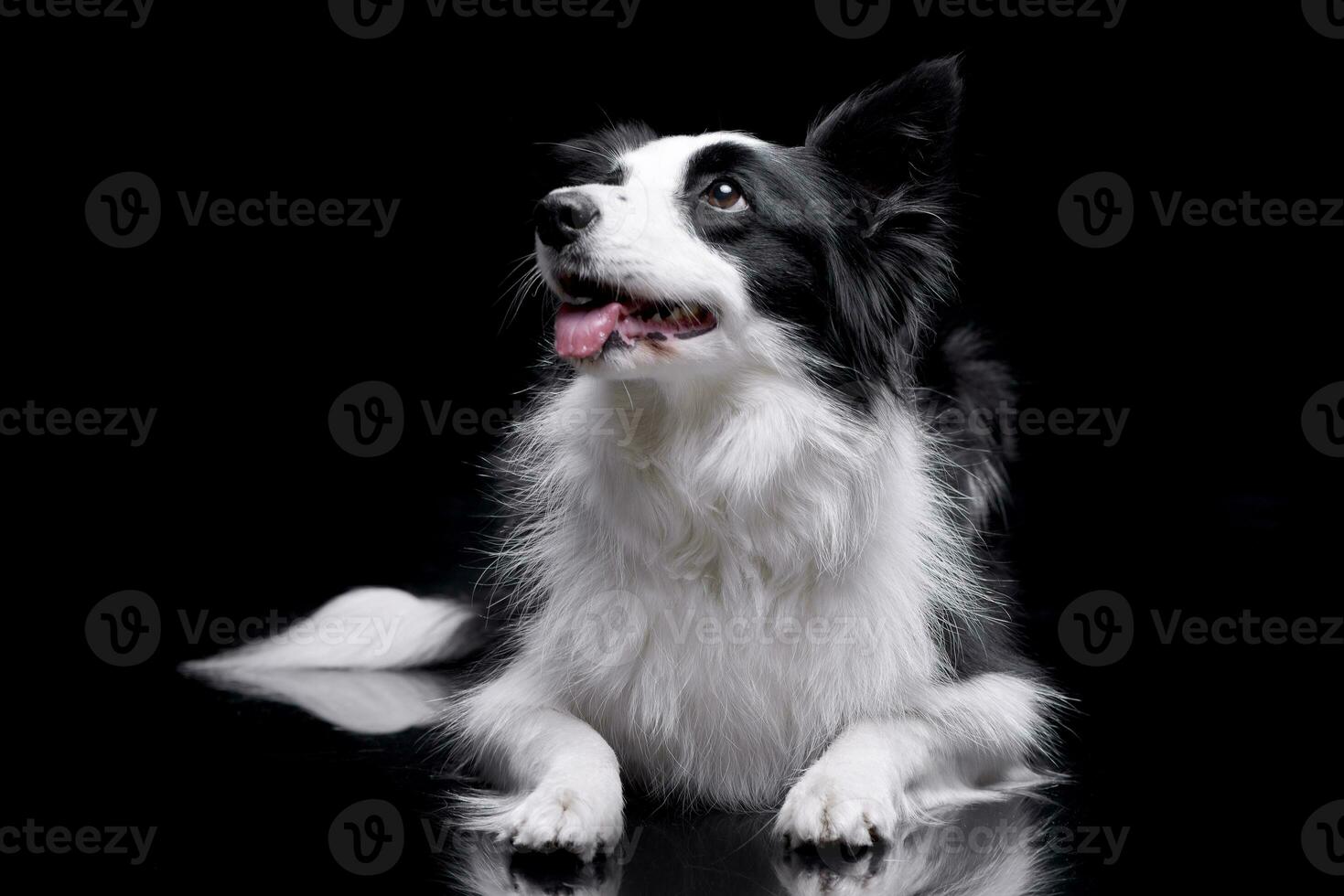 studio skott av ett förtjusande gräns collie foto