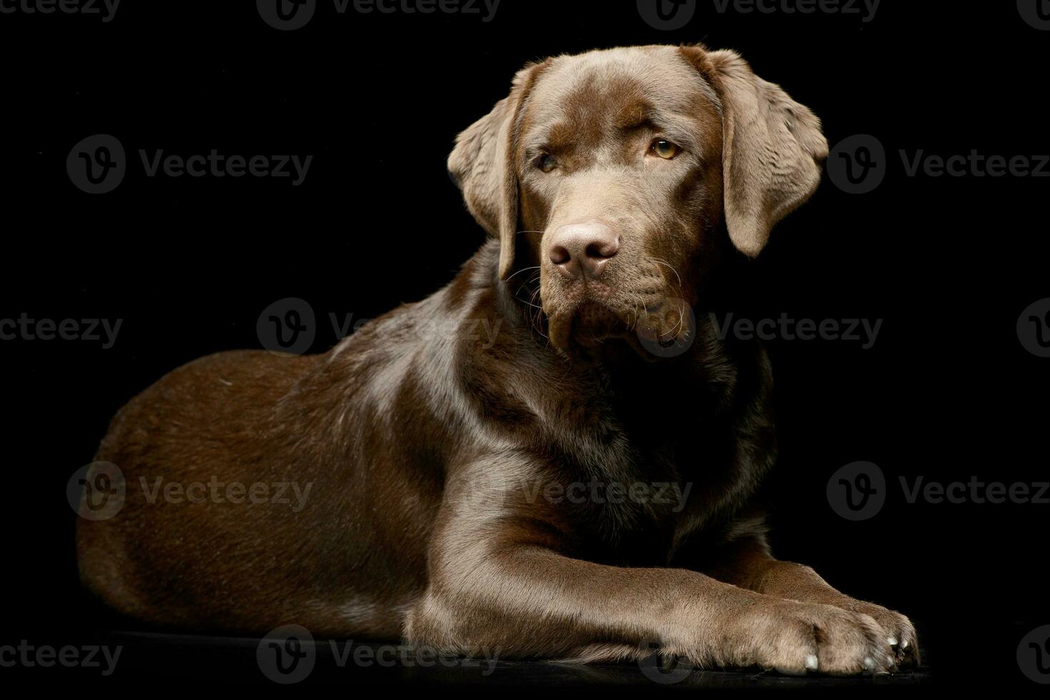 studio skott av ett förtjusande labrador retriever foto