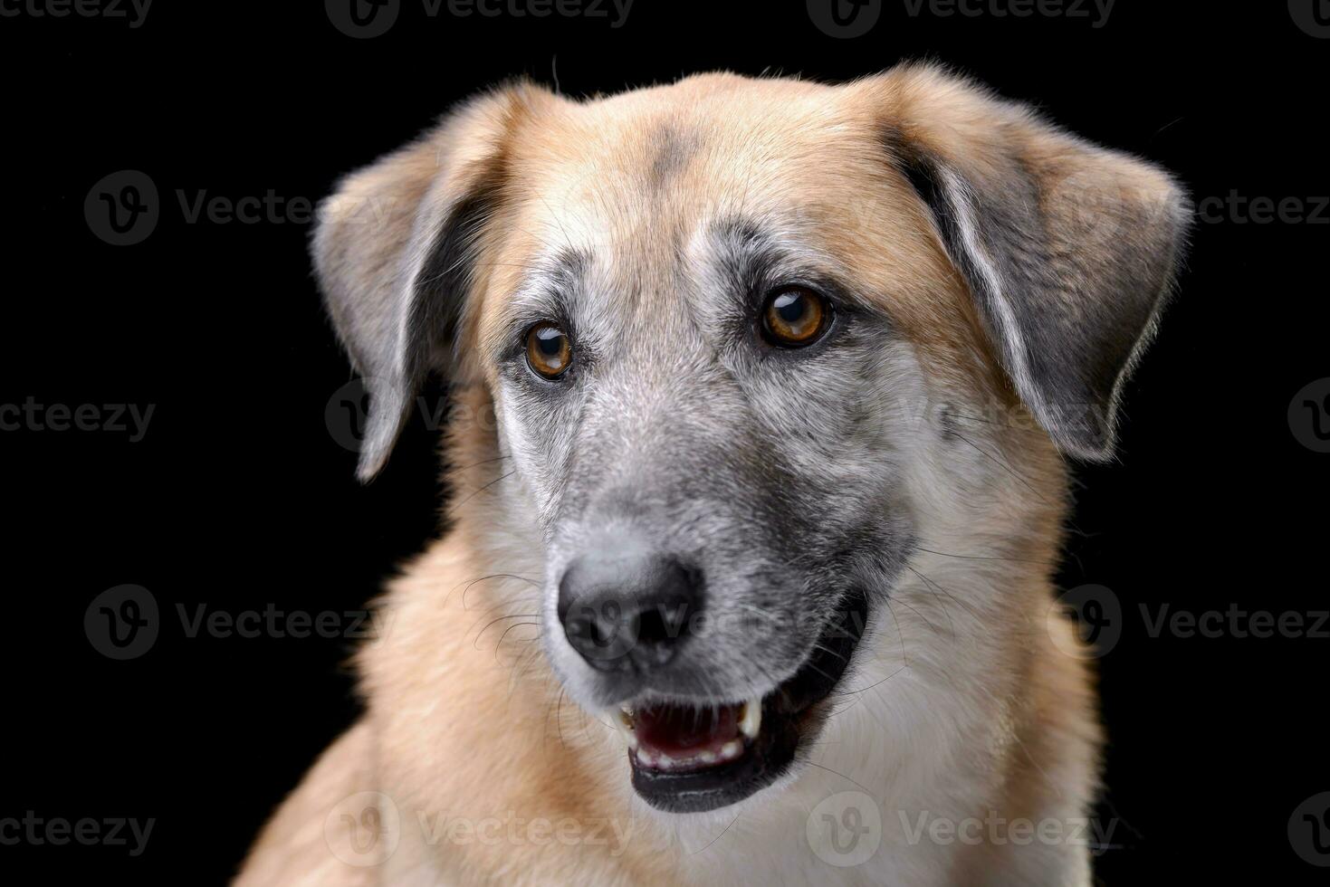 porträtt av ett förtjusande blandad ras hund foto